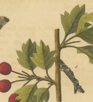 English Moths on Rowan & Hawthorn, Hand-Colored Insect Engraving, Albin 1720, view 7