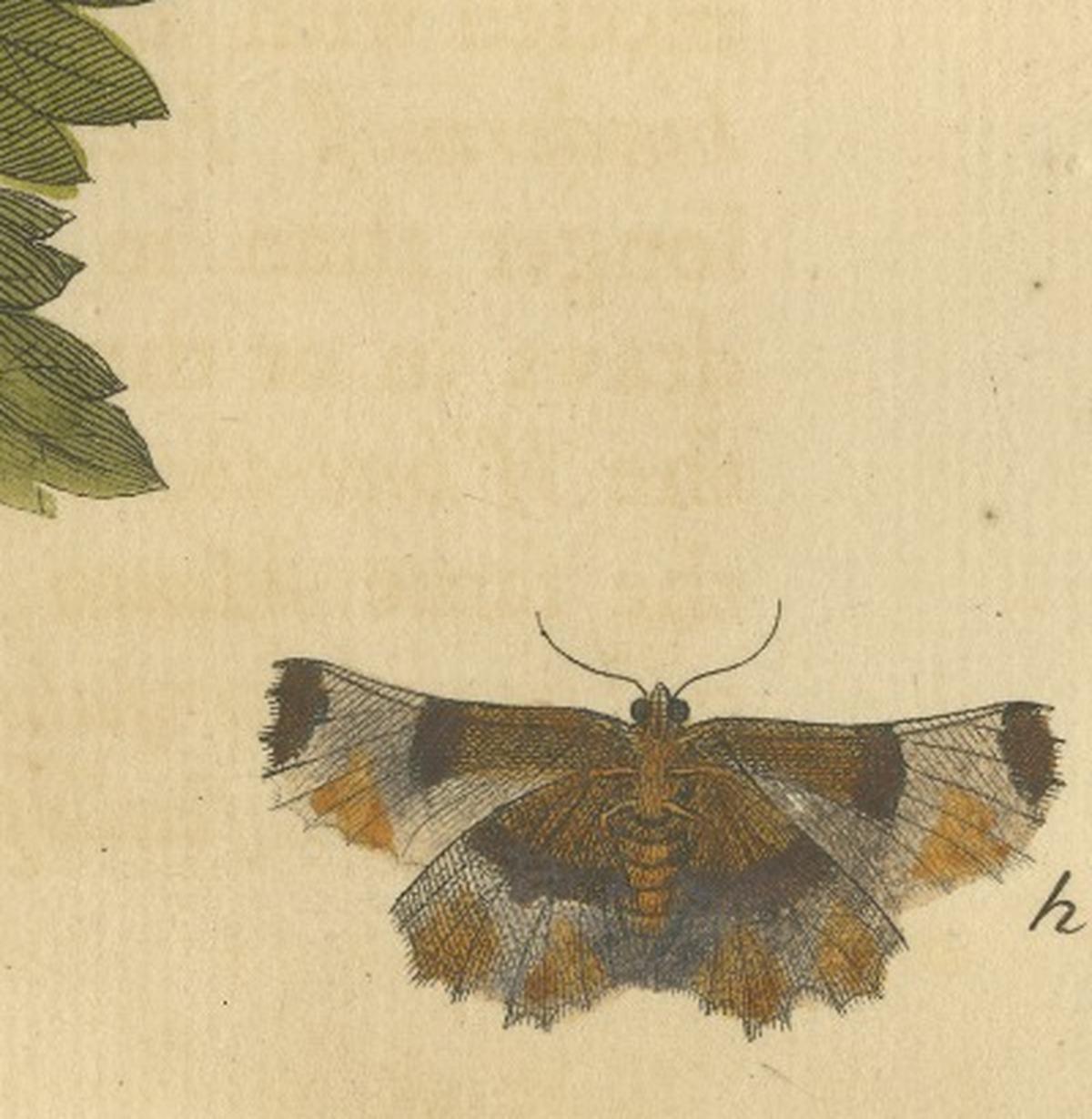 English Moths on Rowan & Hawthorn – Hand-Colored Insect Engraving, Albin 1720