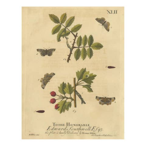 English Moths on Rowan & Hawthorn – Hand-Colored Insect Engraving, Albin 1720