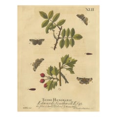 English Moths on Rowan & Hawthorn – Hand-Colored Insect Engraving, Albin 1720