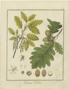 English Oak, Cloth of Gold Crocus, and Sand Sedge: Botanical Illustrations 1819