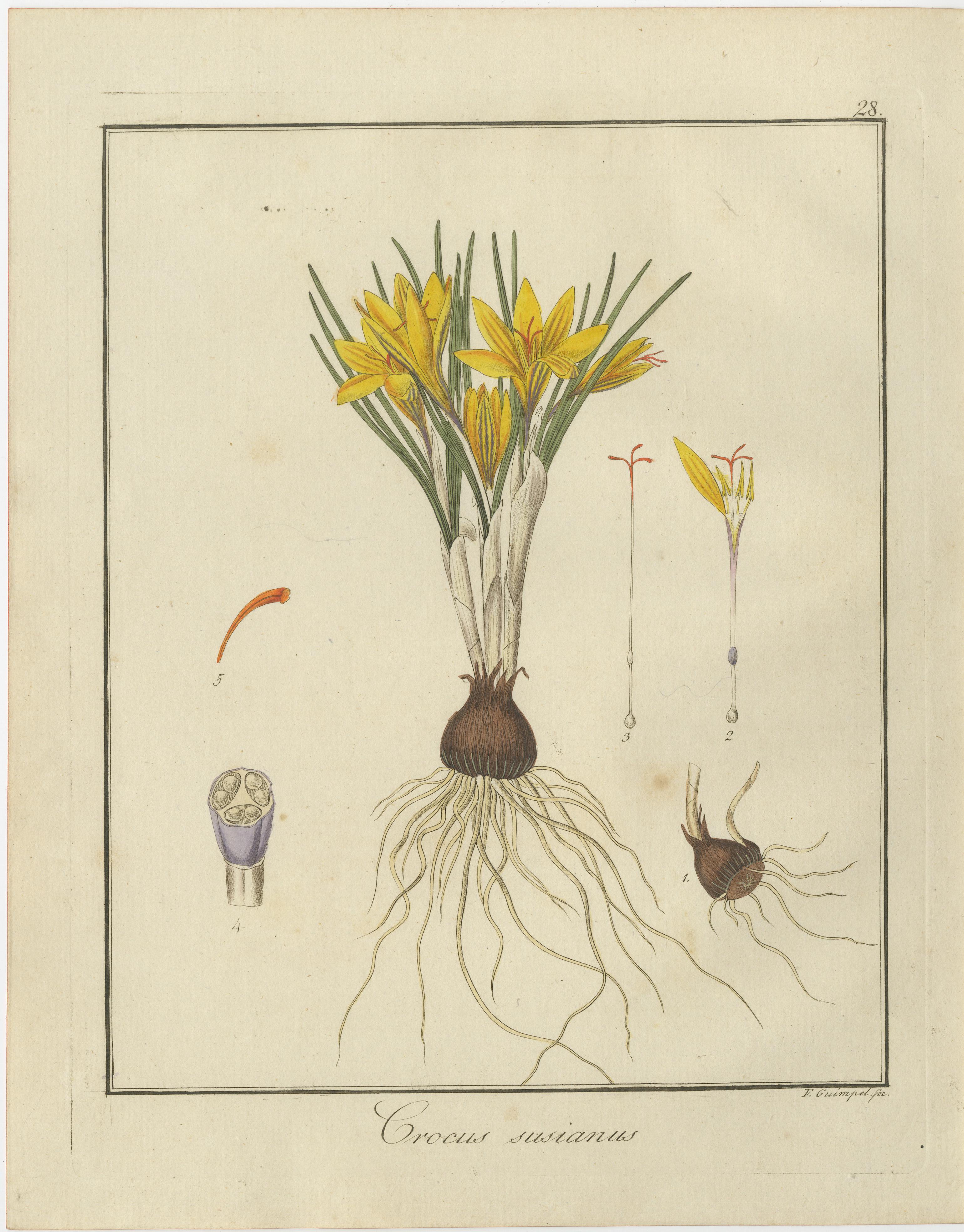 Englische Eiche, Tuch aus goldenem Krokodil und Sand Sedge: botanische Illustrationen 1819 (Graviert) im Angebot