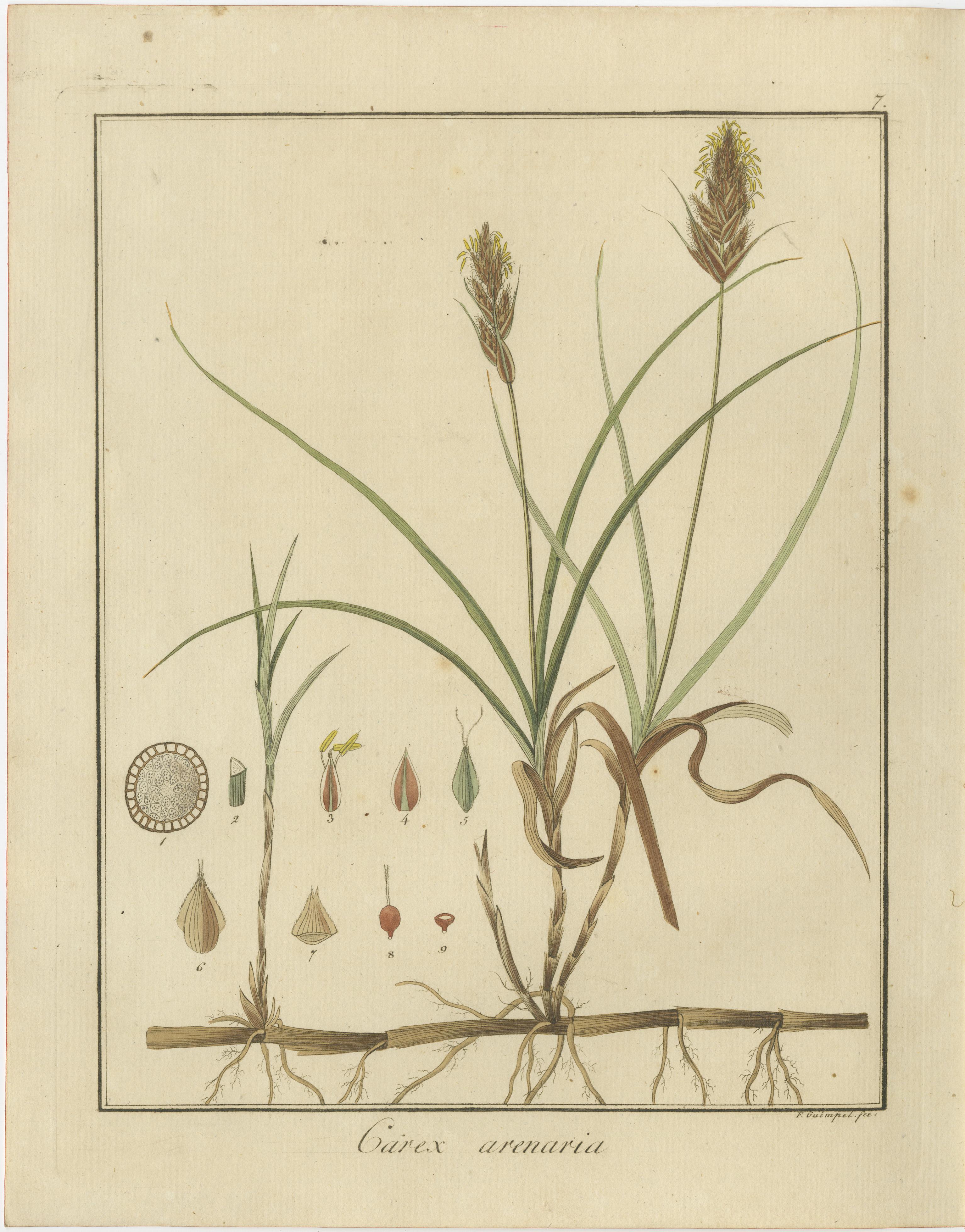 Englische Eiche, Tuch aus goldenem Krokodil und Sand Sedge: botanische Illustrationen 1819 im Zustand „Hervorragend“ im Angebot in Langweer, NL