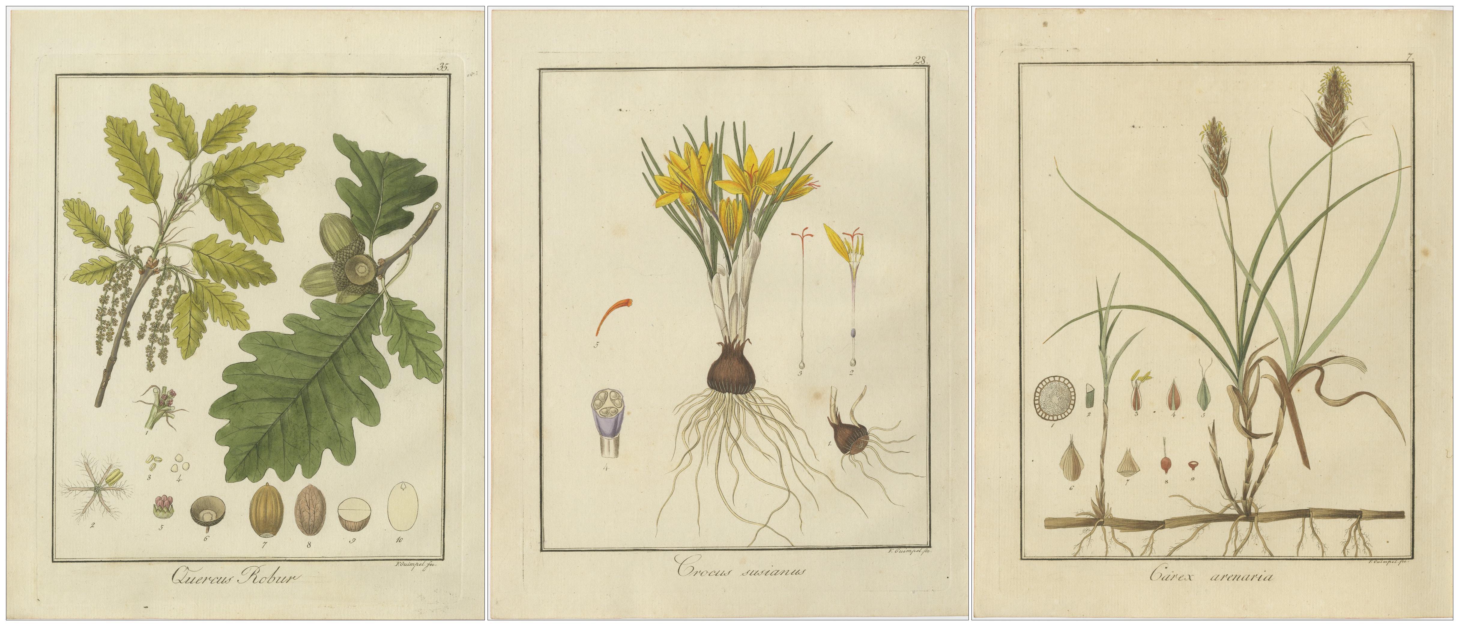 Englische Eiche, Tuch aus goldenem Krokodil und Sand Sedge: botanische Illustrationen 1819 (Frühes 19. Jahrhundert) im Angebot