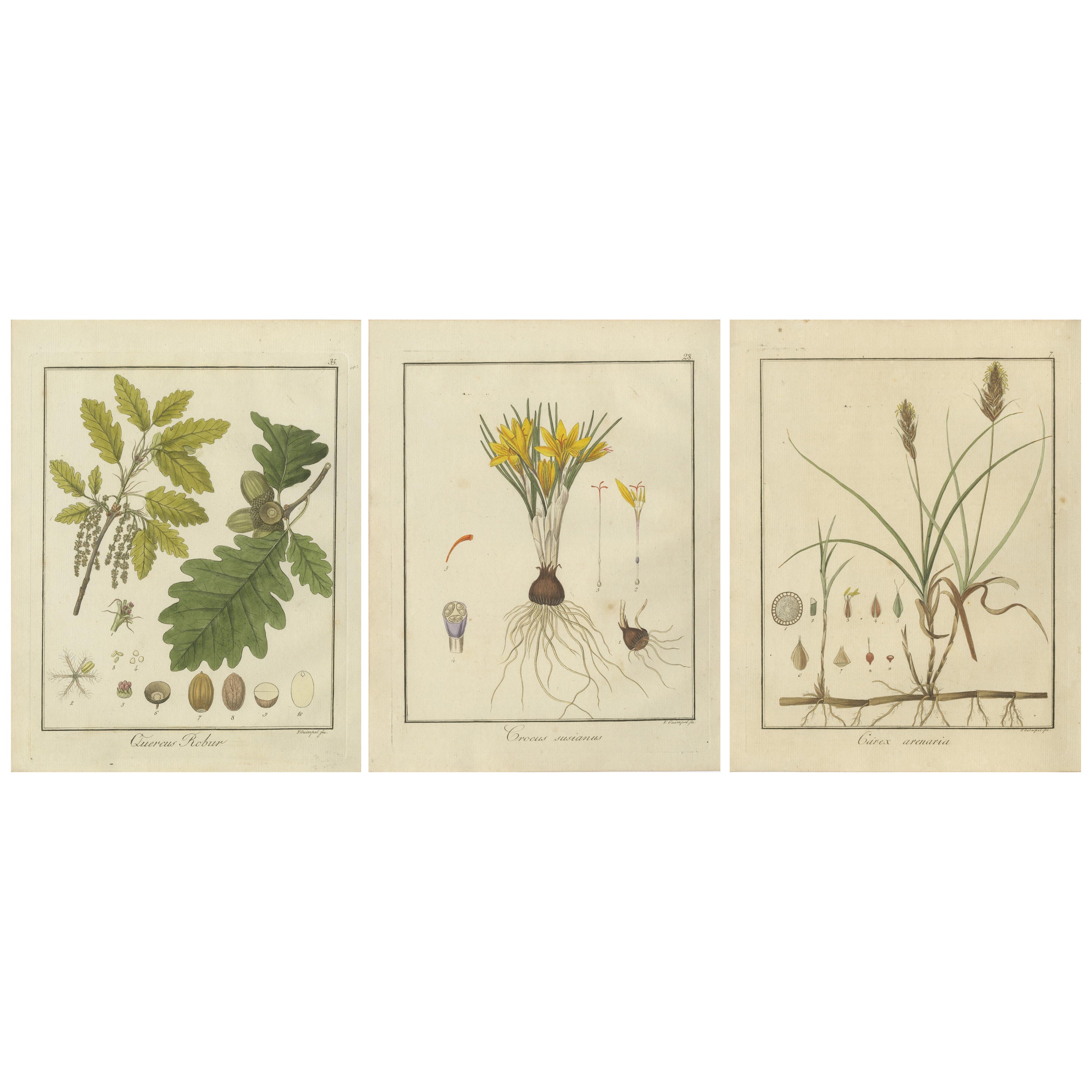 English Oak, Cloth of Gold Crocus, and Sand Sedge: Botanical Illustrations 1819