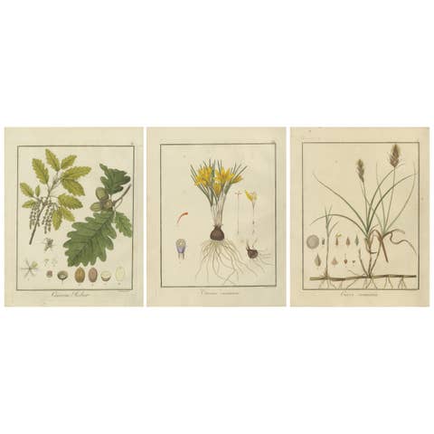 English Oak, Cloth of Gold Crocus, and Sand Sedge: Botanical Illustrations 1819