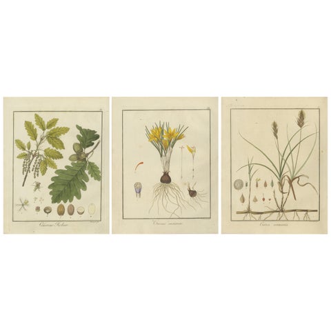 English Oak, Cloth of Gold Crocus, and Sand Sedge: Botanical Illustrations 1819