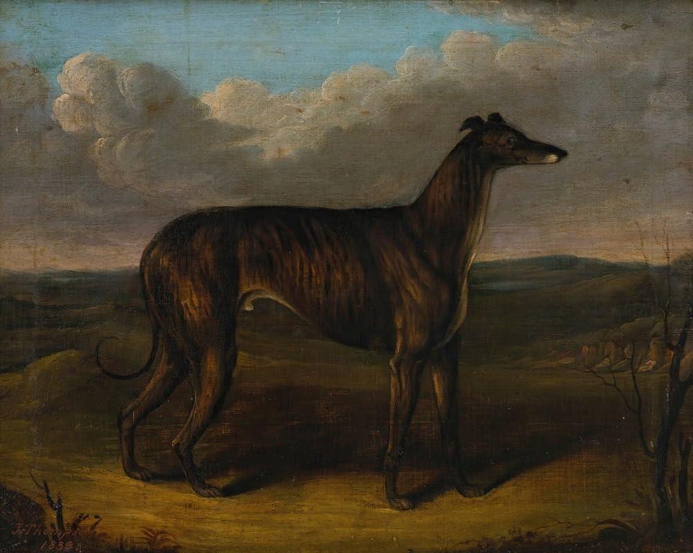 Splendido ritratto a olio su tela di un levriero da corsa chiamato 