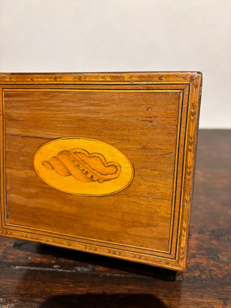 English Regency Mahogany Tea Caddy With Fruit Wood Sea Shell Inlay 3
