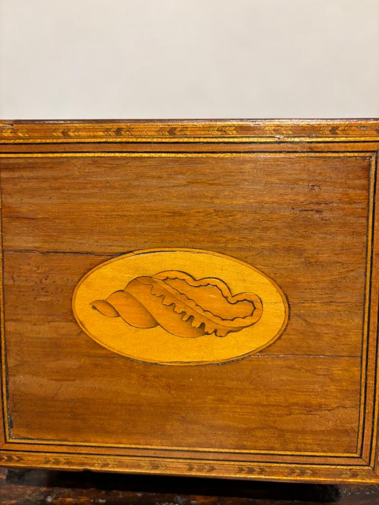 English Regency Mahogany Tea Caddy With Fruit Wood Sea Shell Inlay 4