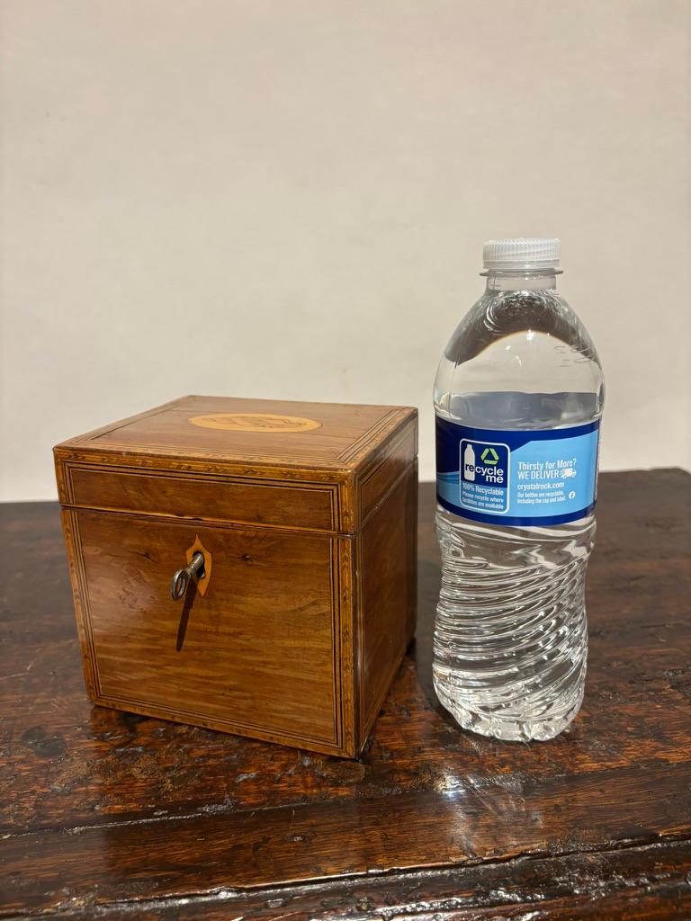 English Regency Mahogany Tea Caddy With Fruit Wood Sea Shell Inlay 11