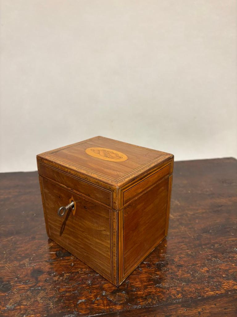 English Regency Mahogany Tea Caddy With Fruit Wood Sea Shell Inlay 1