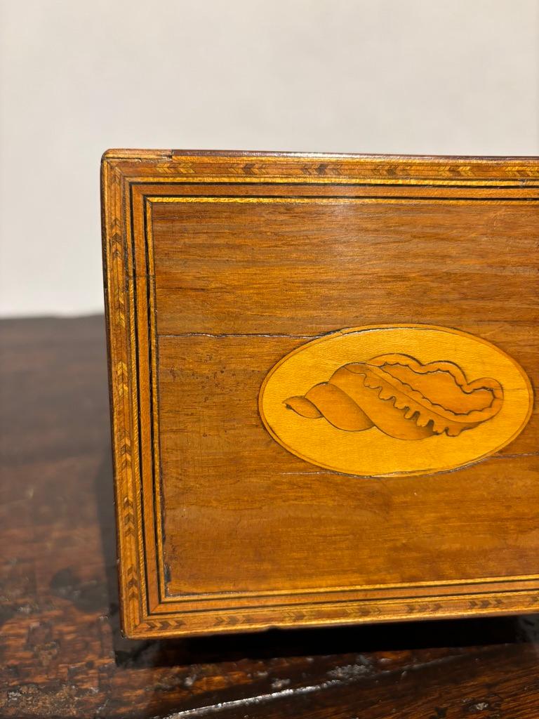 English Regency Mahogany Tea Caddy With Fruit Wood Sea Shell Inlay 2