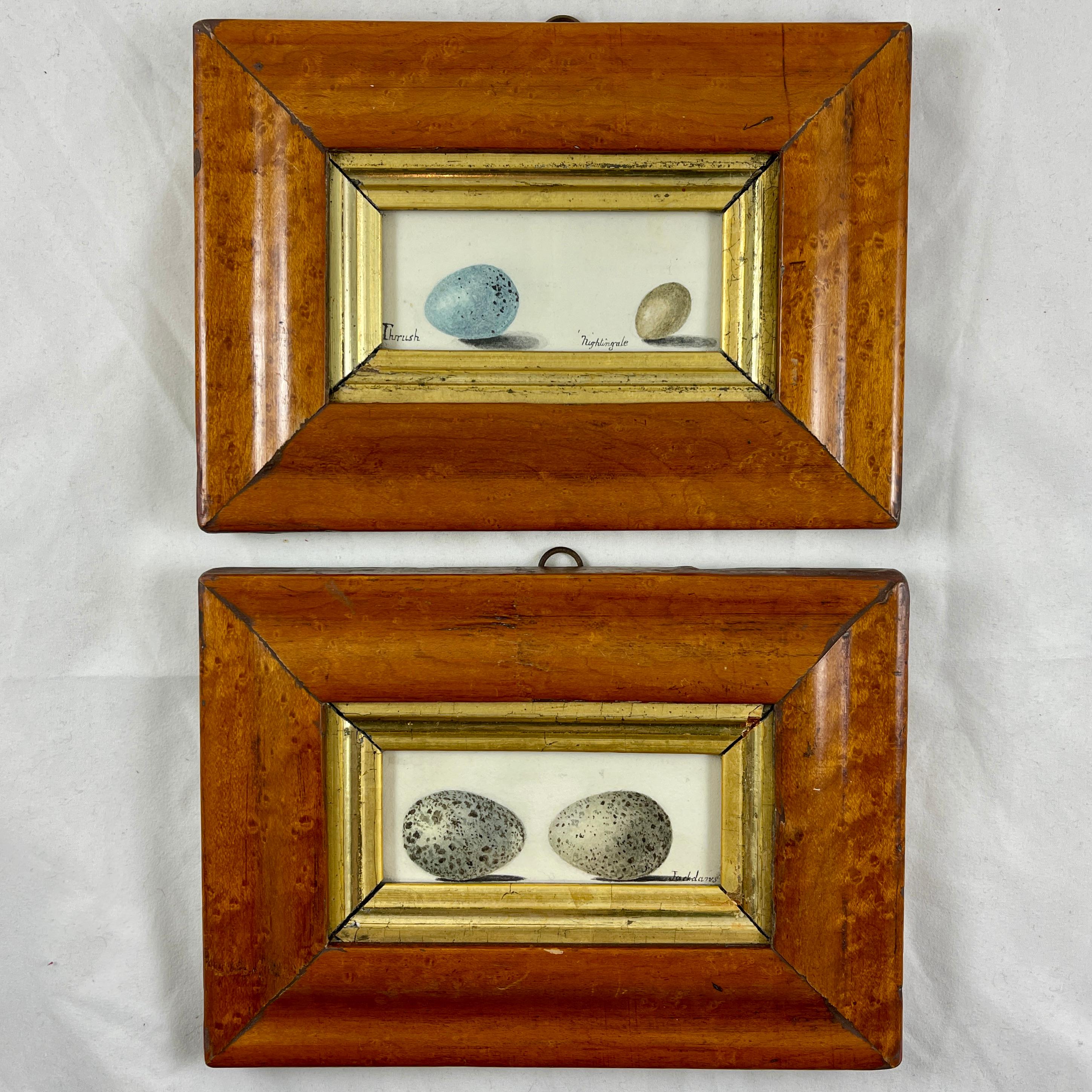 English Regency Period Original Watercolor Birdseye Maple Frame Two Jackdaw Eggs For Sale 5