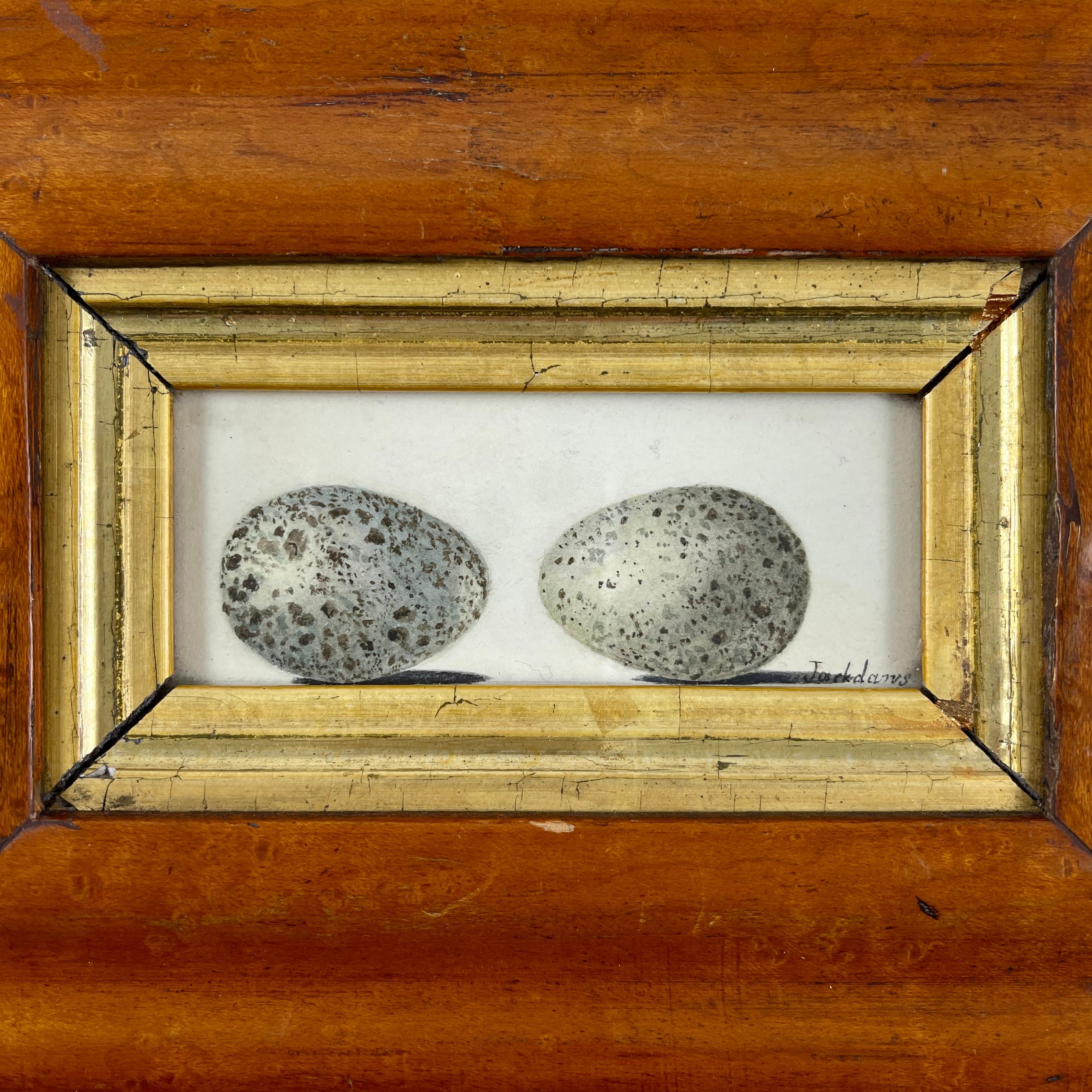 An original British School Regency Period watercolor study of two birds eggs, mounted in a Georgian Period Birdseye Maple frame – Circa 1835.

These watercolors were largely painted by young girls from aristocratic families during the Jane Austen