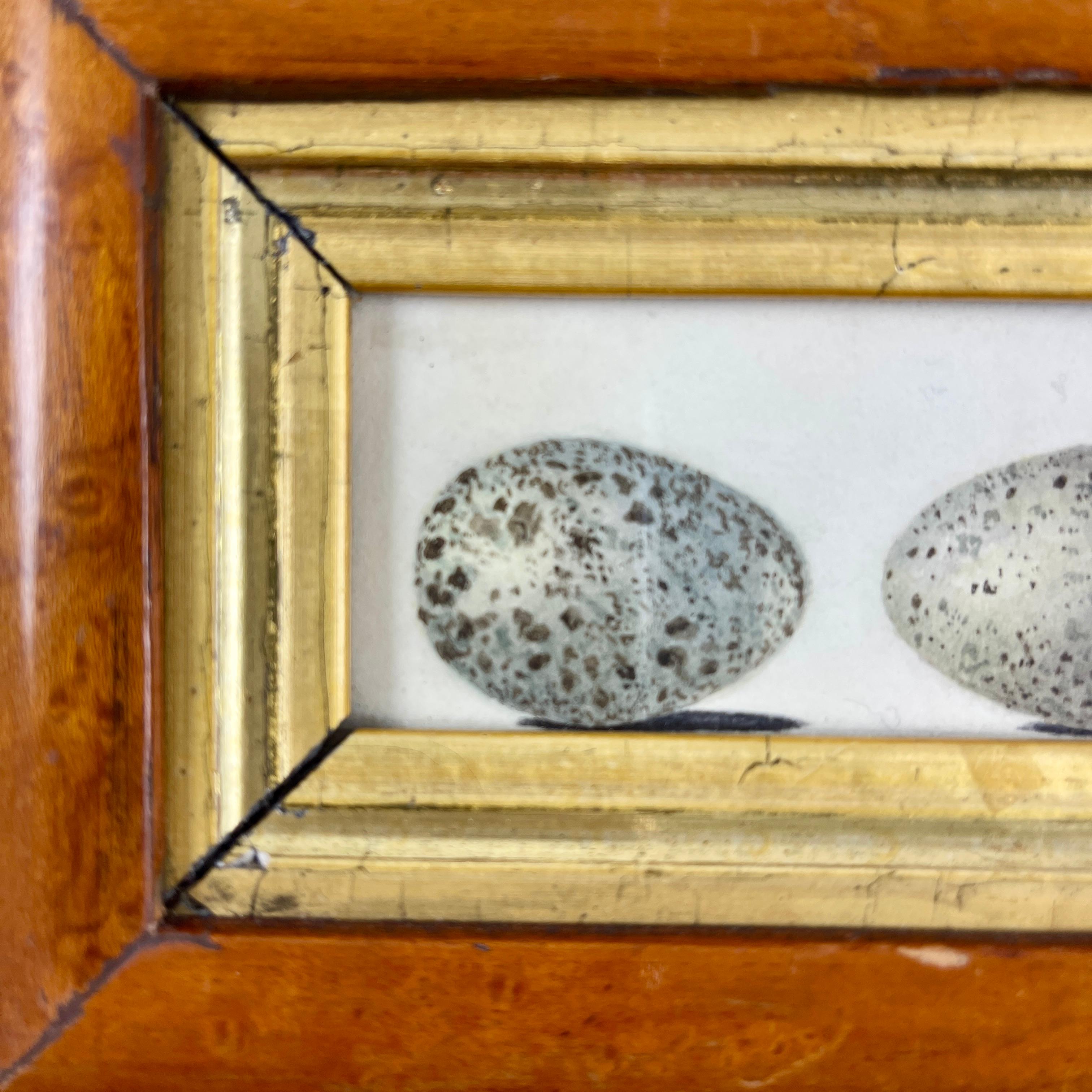 Anglais Aquarelle d'origine de la période Régence anglaise avec cadre en érable piqué et deux œufs de Jackdaw en vente