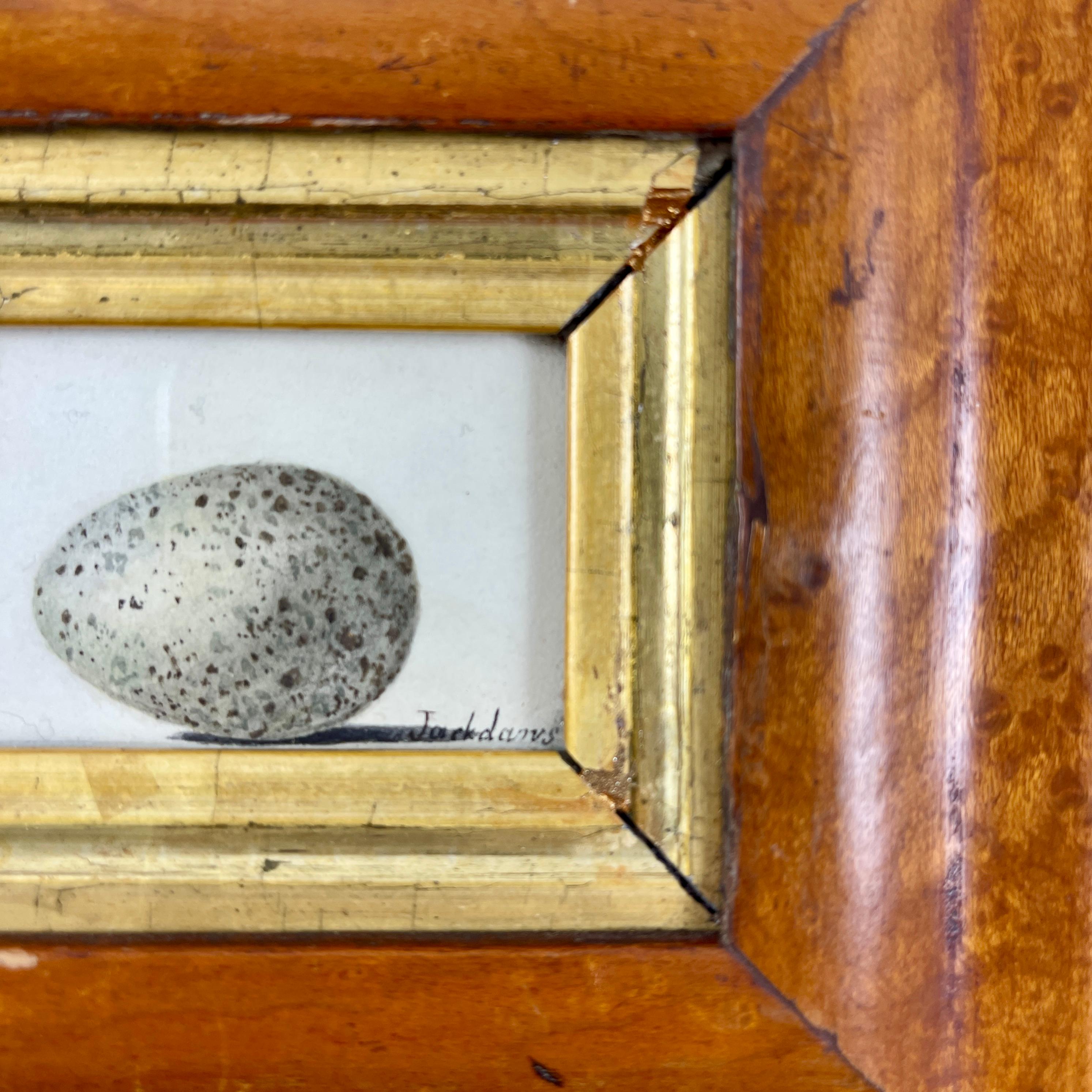 19th Century English Regency Period Original Watercolor Birdseye Maple Frame Two Jackdaw Eggs For Sale