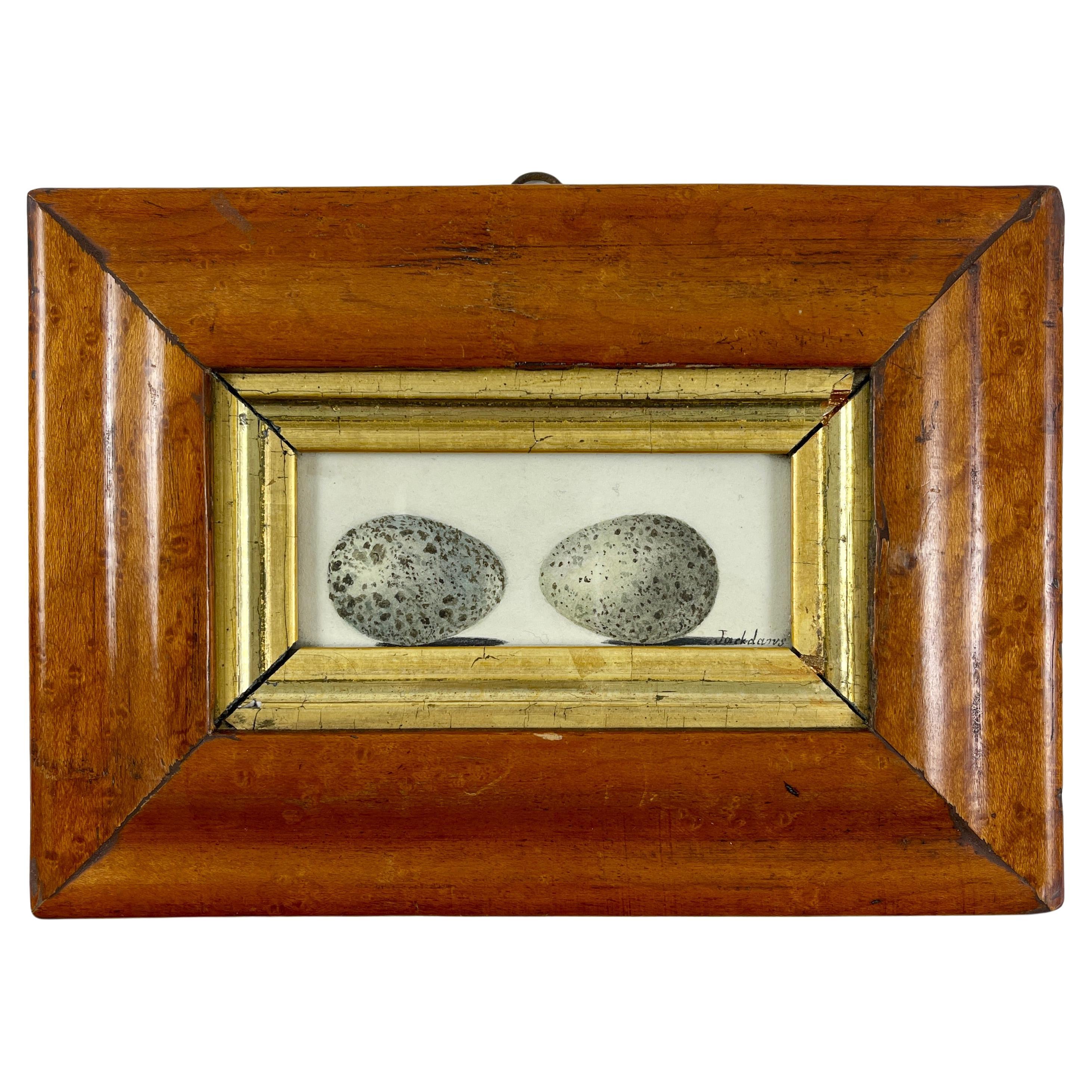 English Regency Period Original Watercolor Birdseye Maple Frame Two Jackdaw Eggs For Sale