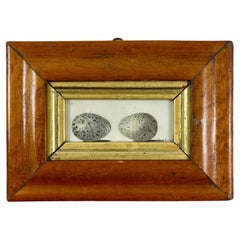 Antique English Regency Period Original Watercolor Birdseye Maple Frame Two Jackdaw Eggs