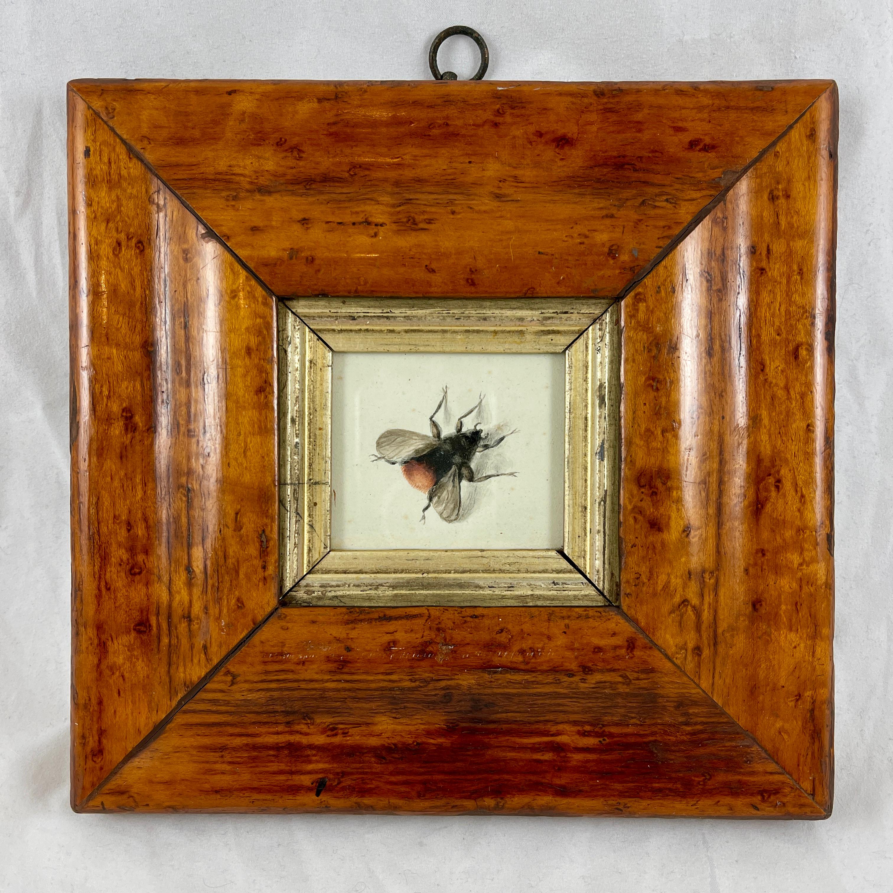 Beveled English Regency Period Original Watercolor Fruitwood Frame, a Bumble Bee Study 