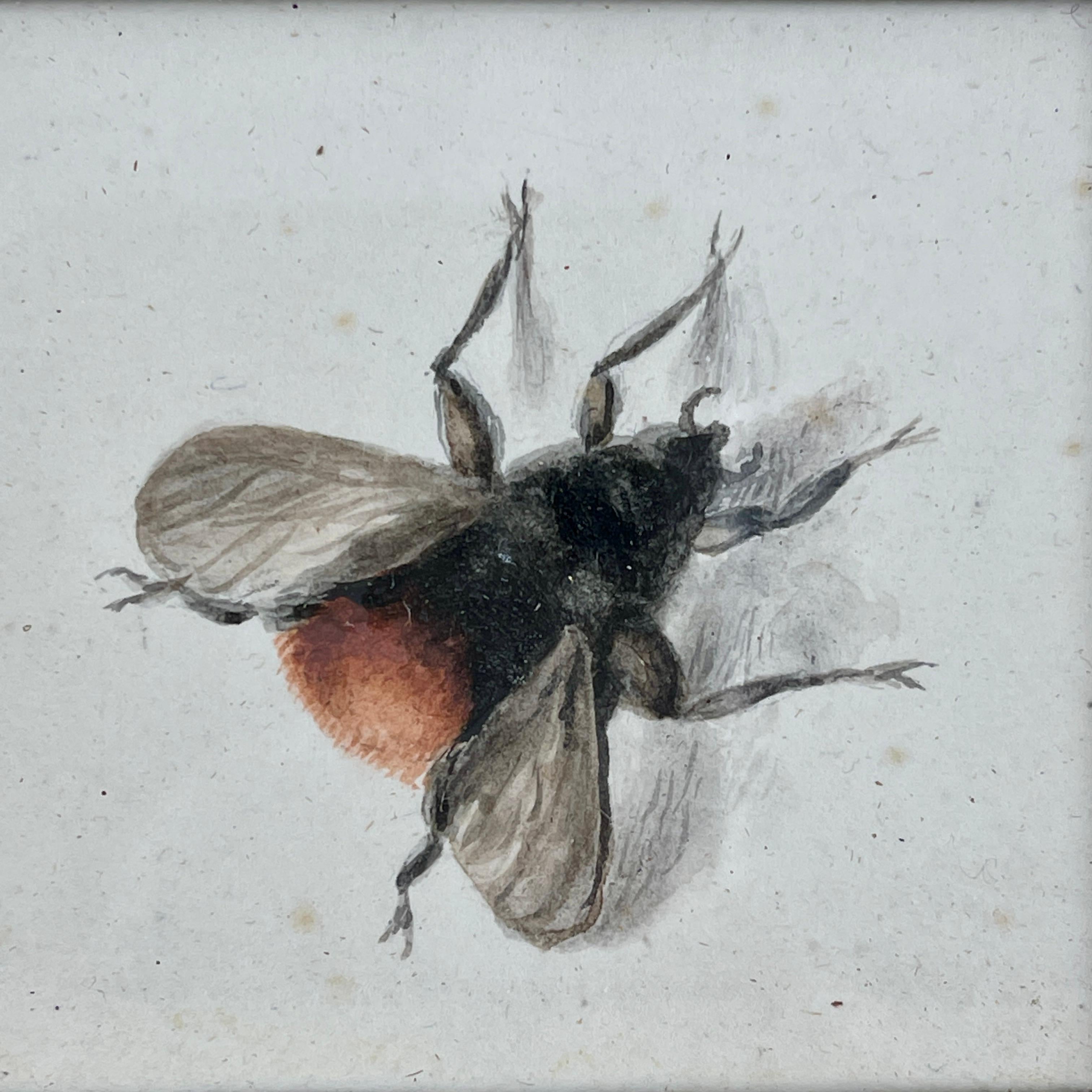 English Regency Period Original Watercolor Fruitwood Frame, a Bumble Bee Study  In Good Condition In Philadelphia, PA