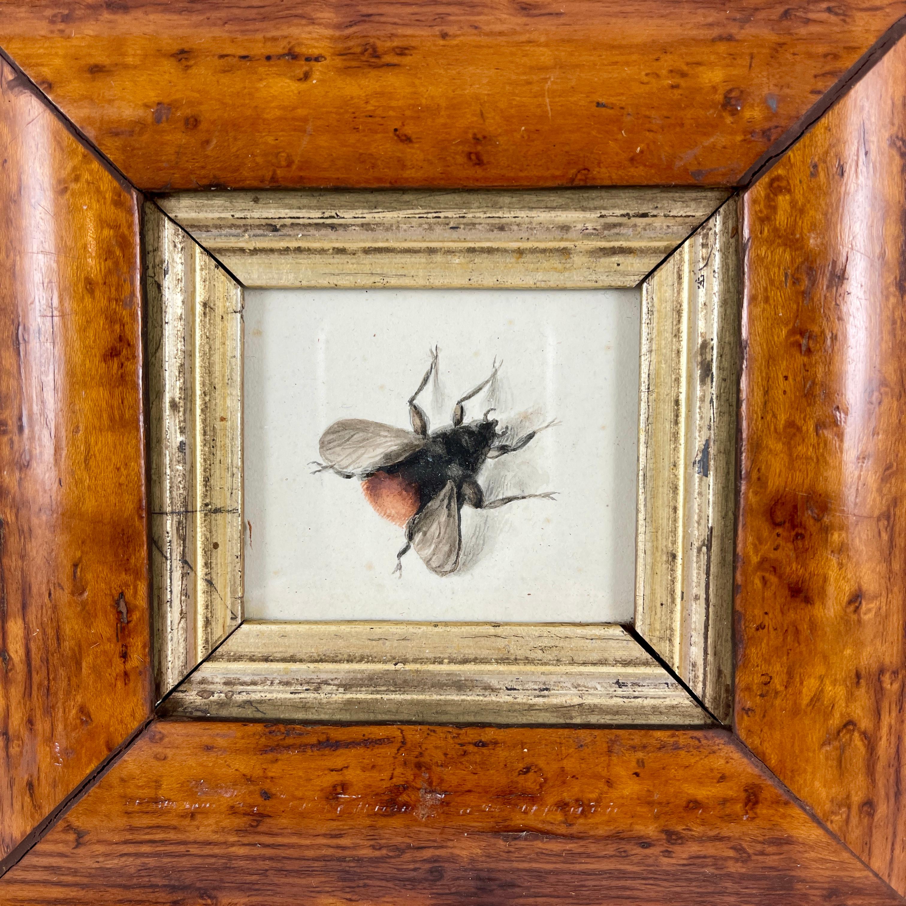 19th Century English Regency Period Original Watercolor Fruitwood Frame, a Bumble Bee Study 