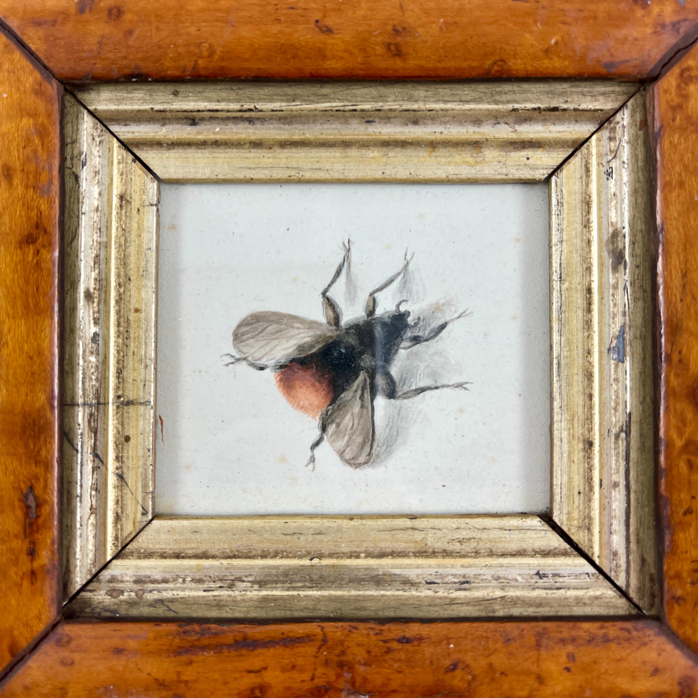 English Regency Period Original Watercolor Fruitwood Frame, a Bumble Bee Study  1