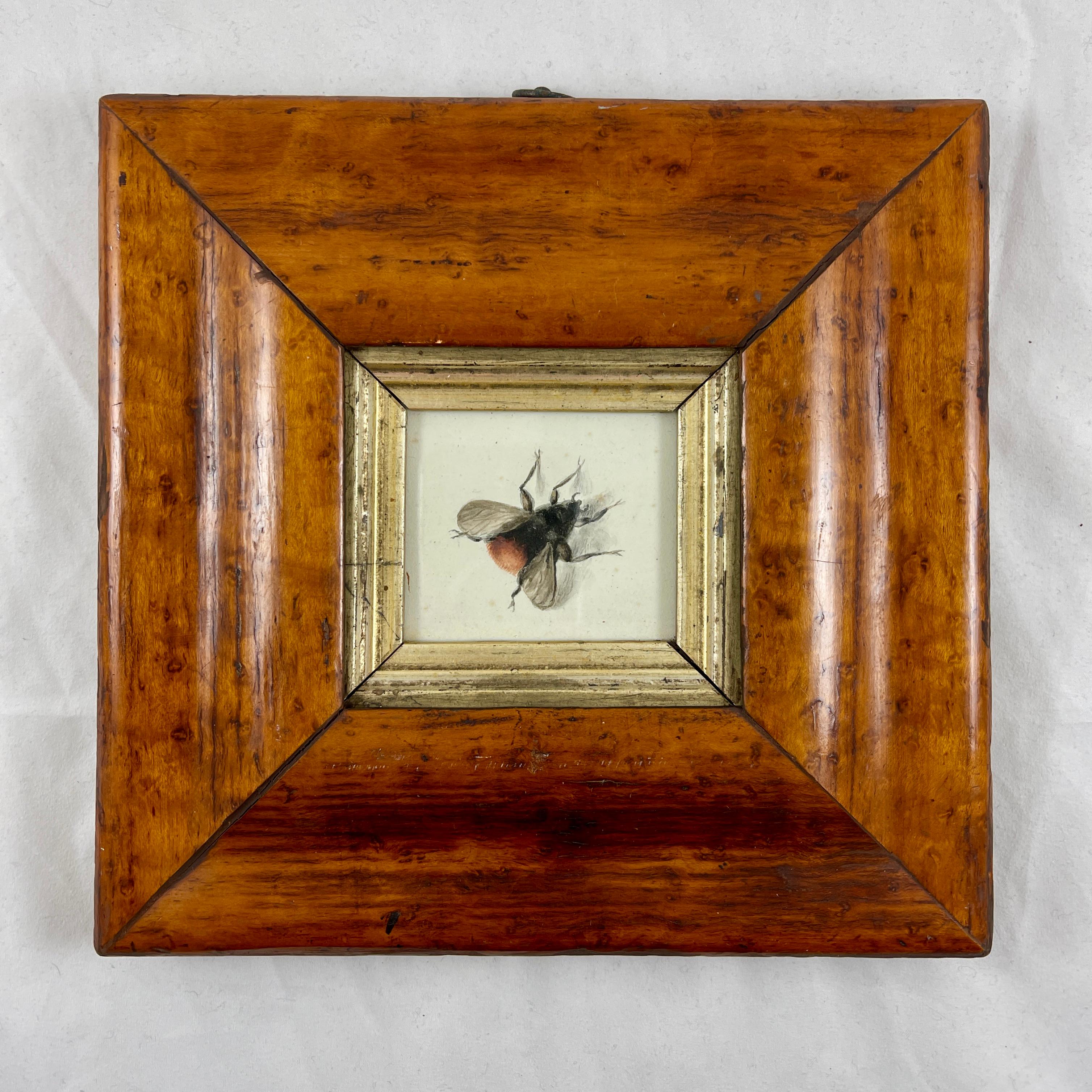 English Regency Period Original Watercolor Fruitwood Frame, a Bumble Bee Study  2