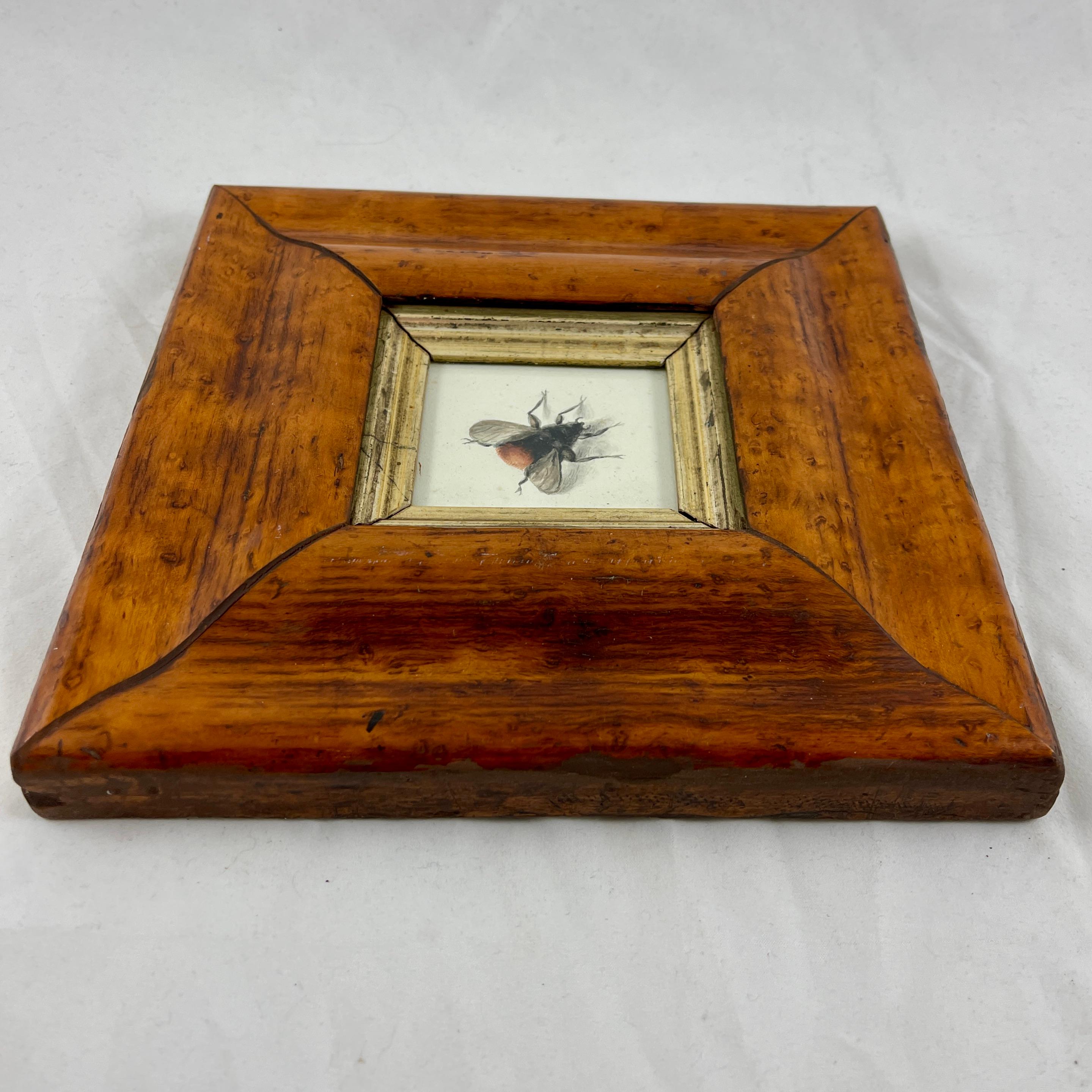 English Regency Period Original Watercolor Fruitwood Frame, a Bumble Bee Study  3