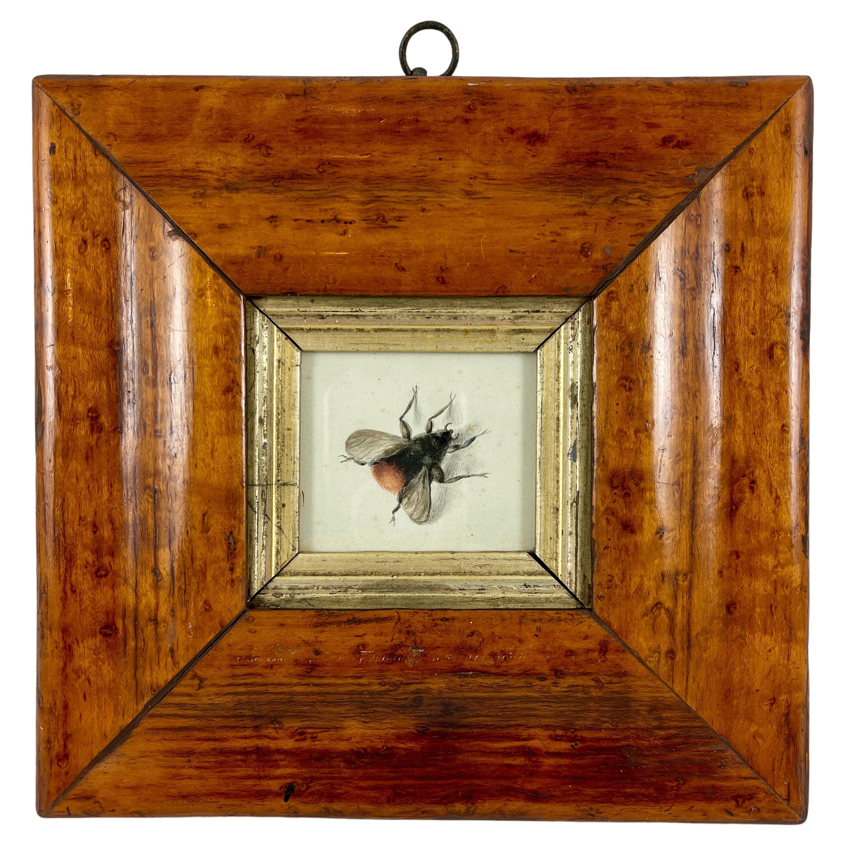 English Regency Period Original Watercolor Fruitwood Frame, a Bumble Bee Study 