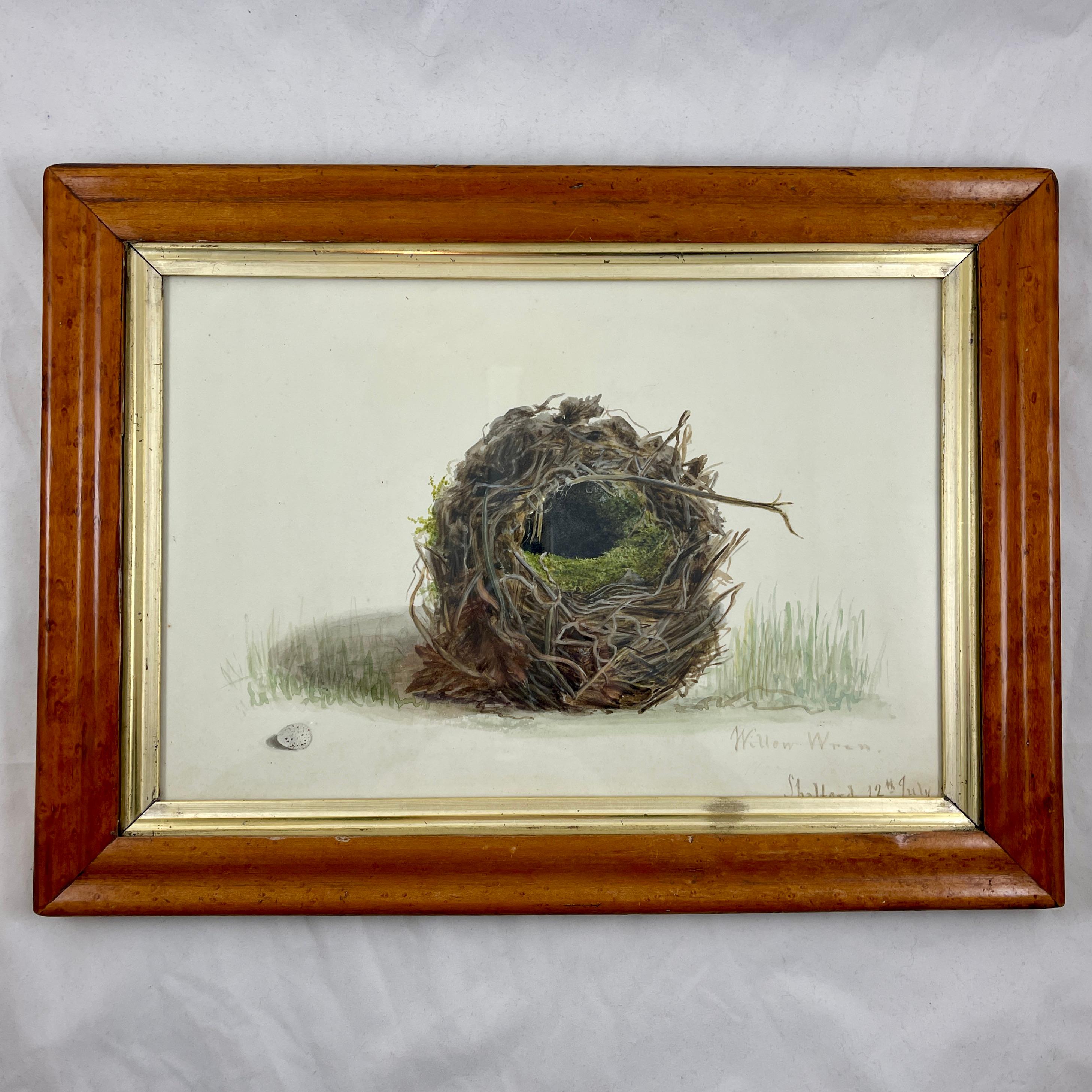 English Regency Period Original Watercolor Fruitwood Frame, a Willow Wrens Nest For Sale 9