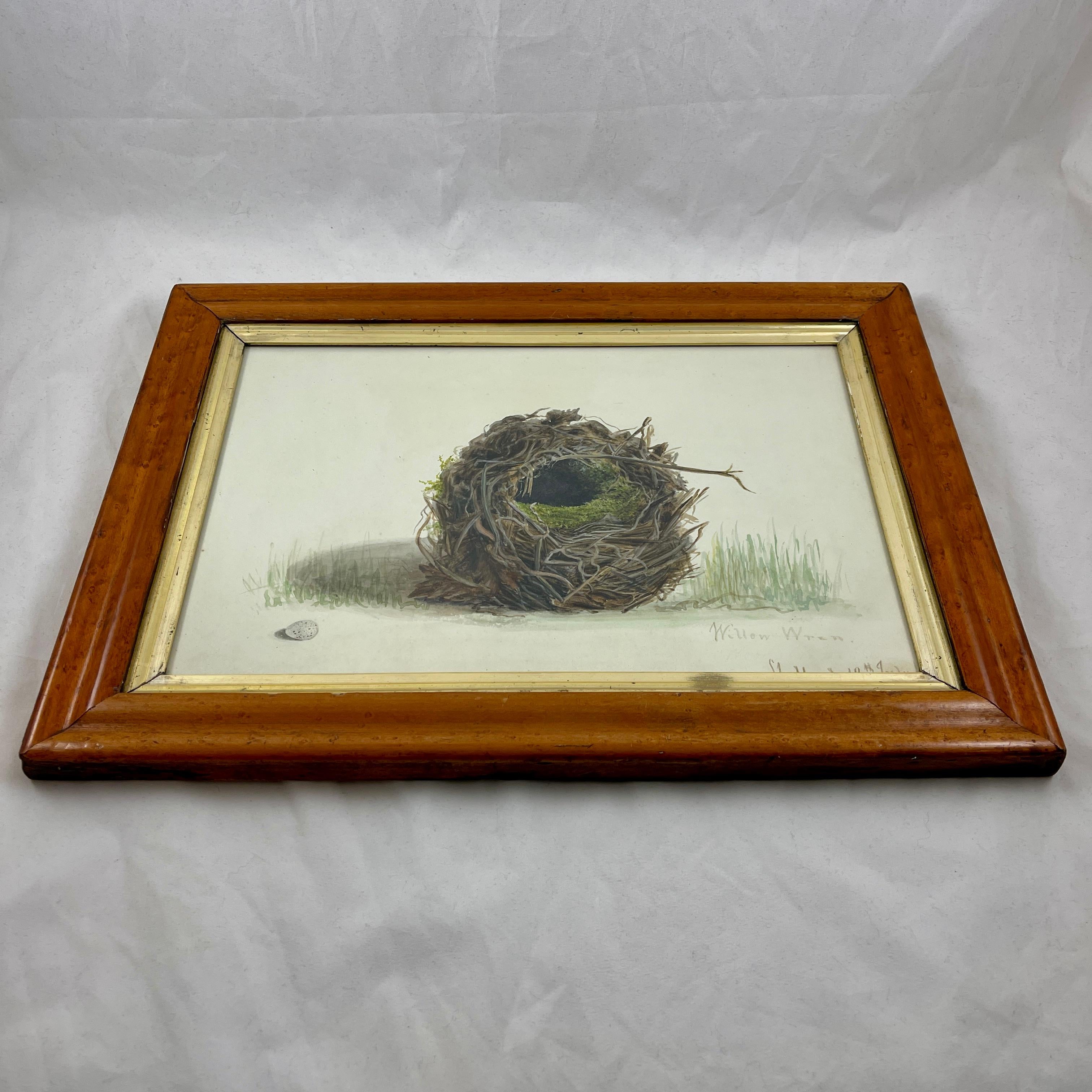 English Regency Period Original Watercolor Fruitwood Frame, a Willow Wrens Nest For Sale 3