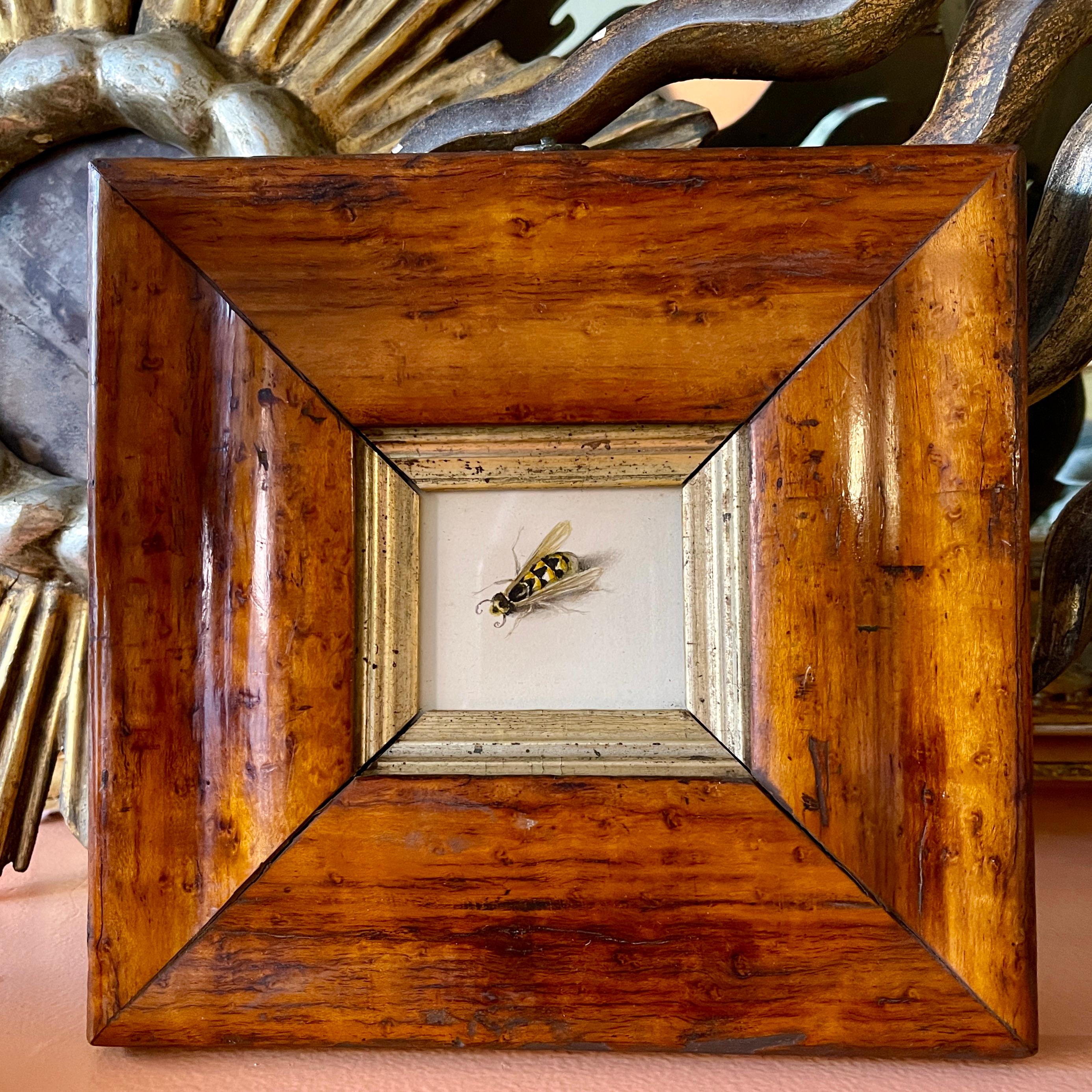 An original British School Regency Period watercolor study of a yellow-jacket wasp, mounted in a Georgian Period fruitwood frame –  circa 1825-1835.

These watercolors were largely painted by young girls from aristocratic families during the Jane