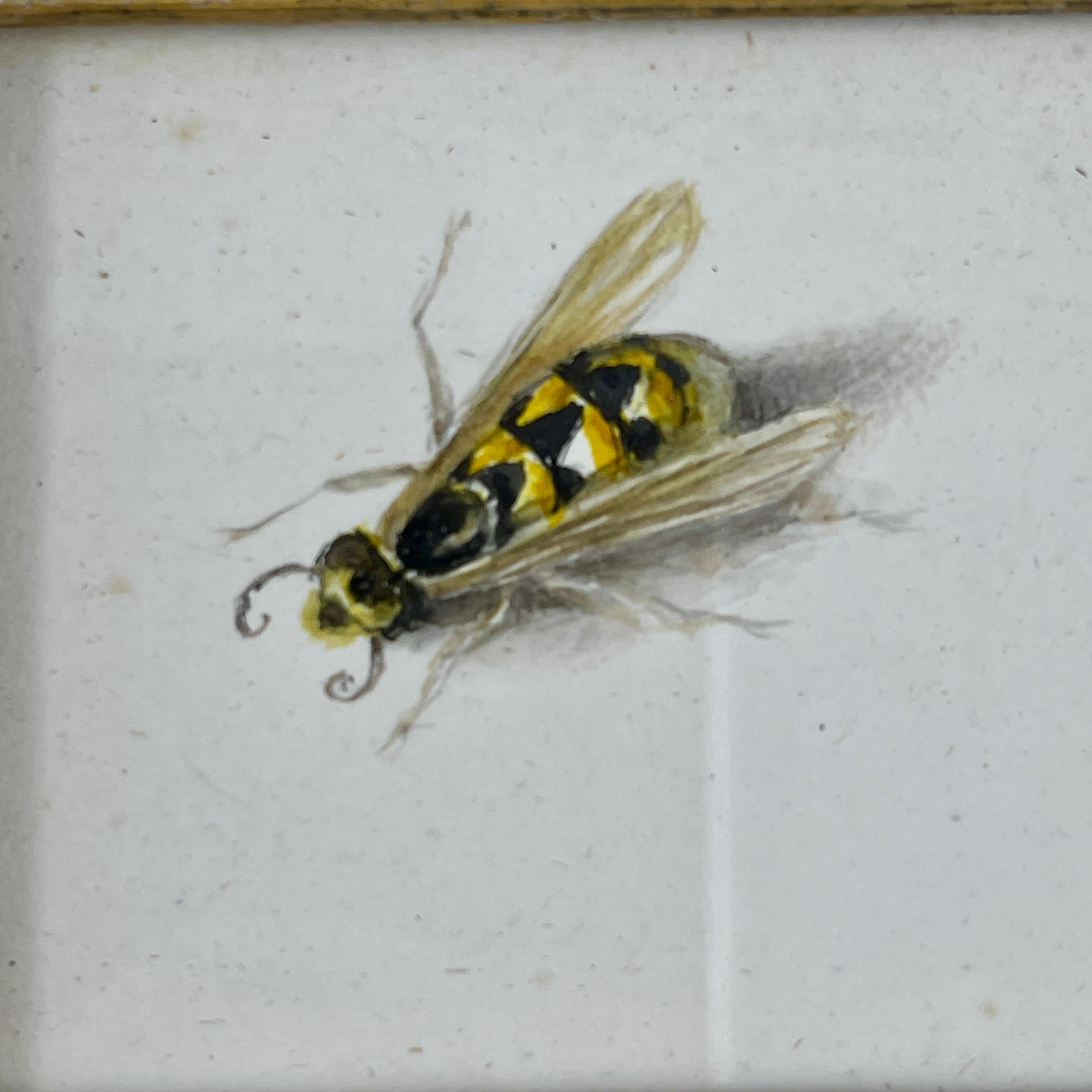 19th Century English Regency Period Original Watercolor Fruitwood Frame, a Yellow Wasp Study  For Sale