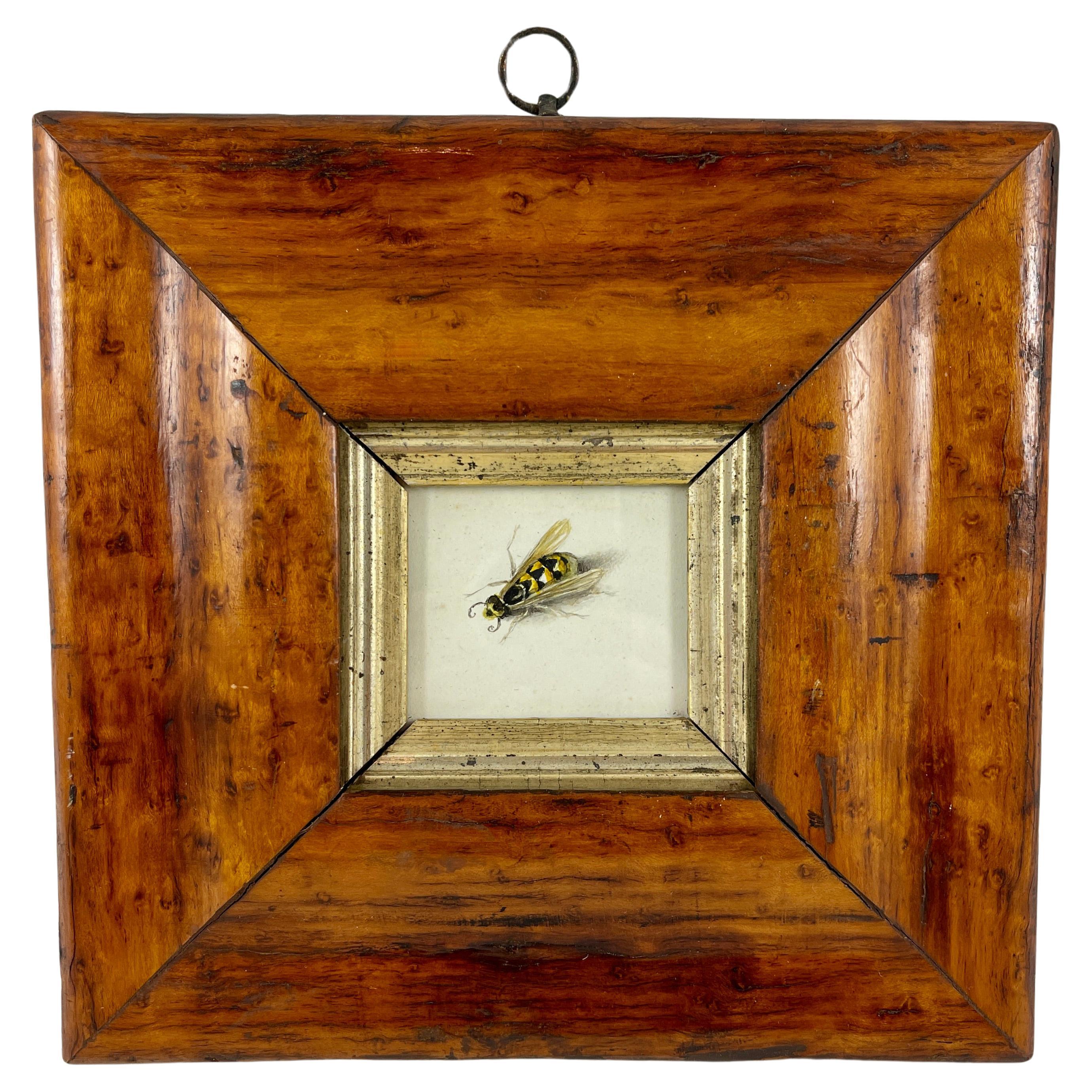English Regency Period Original Watercolor Fruitwood Frame, a Yellow Wasp Study 