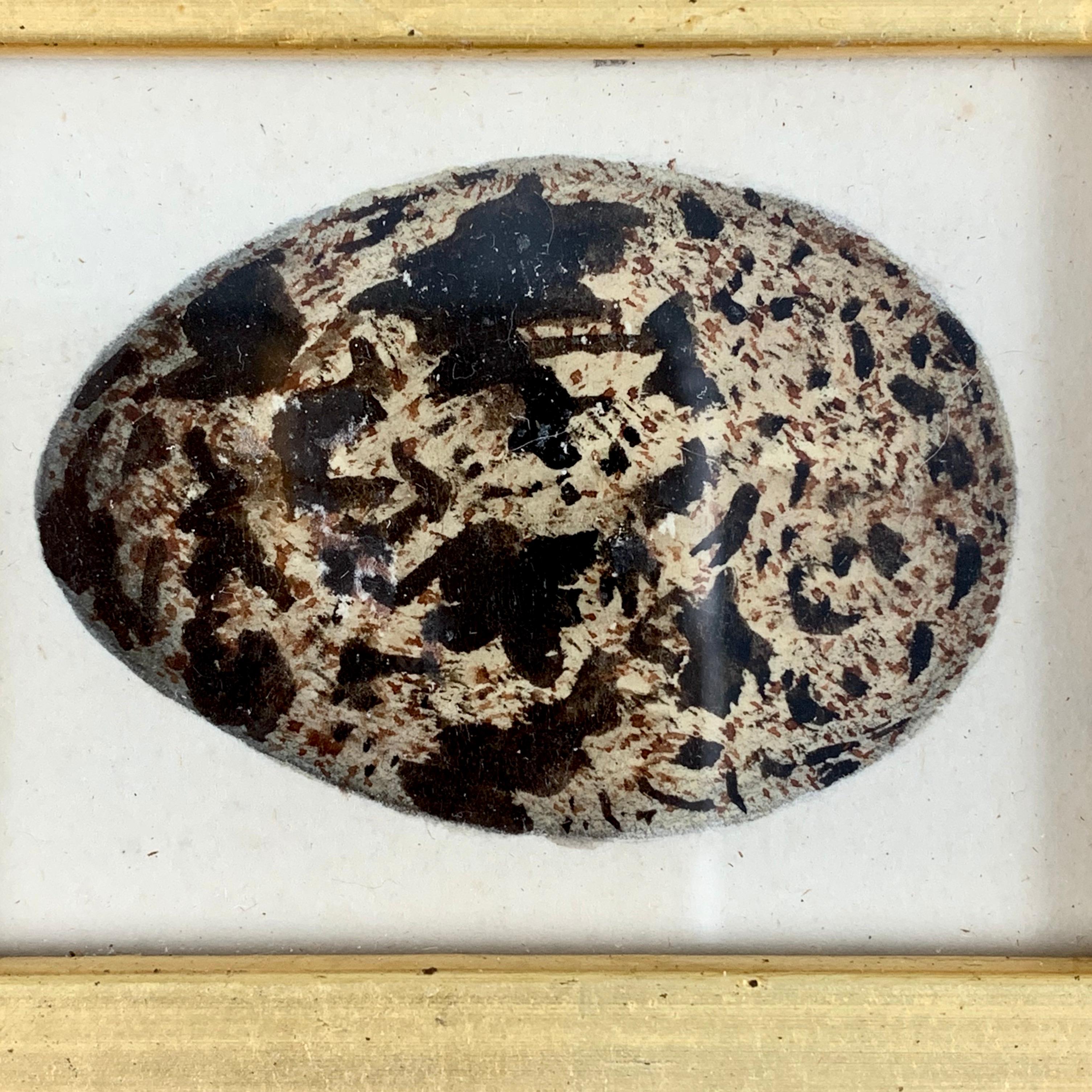 Beveled English Regency Period Original Watercolor Fruitwood Frame Black Speckled Egg