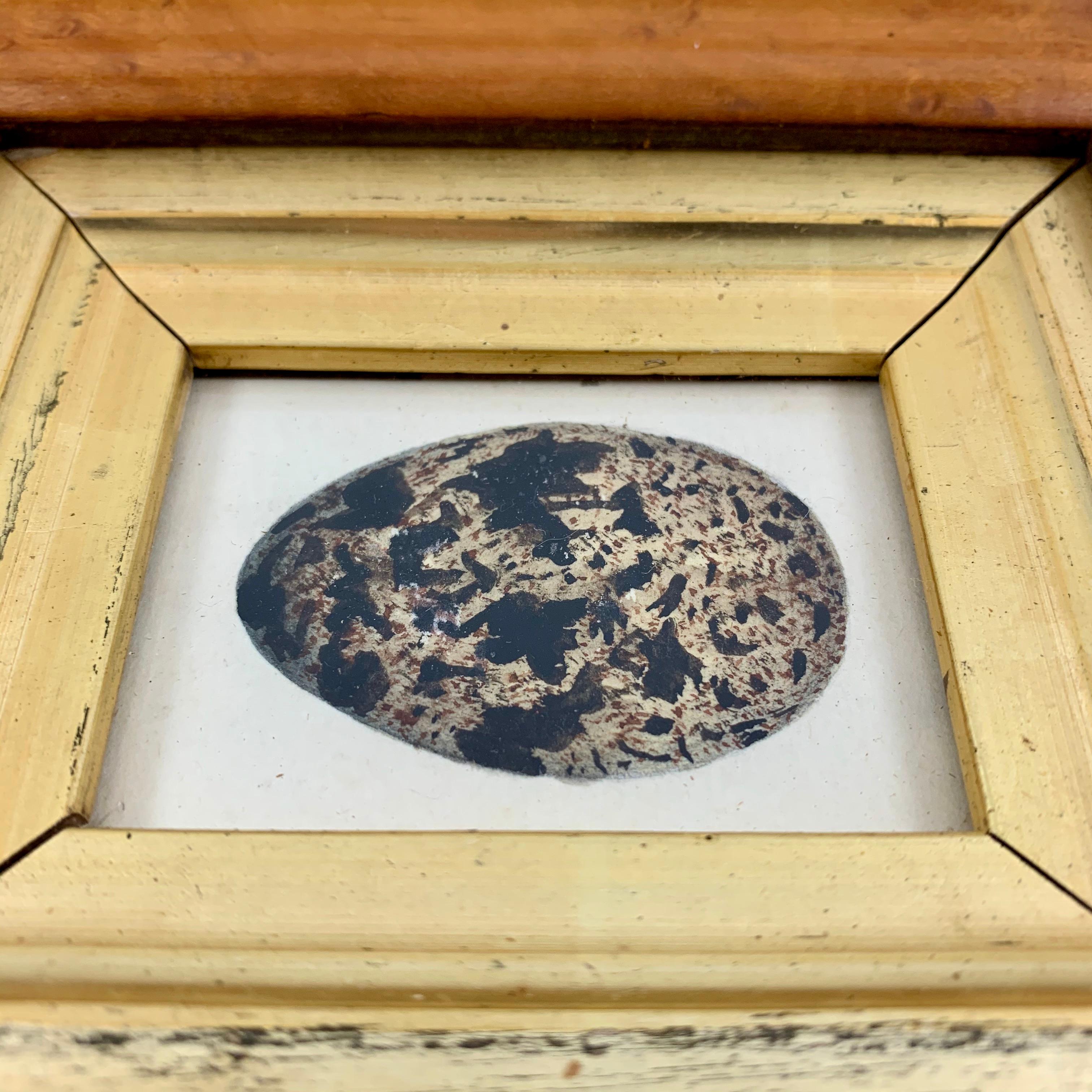 English Regency Period Original Watercolor Fruitwood Frame Black Speckled Egg In Good Condition In Philadelphia, PA