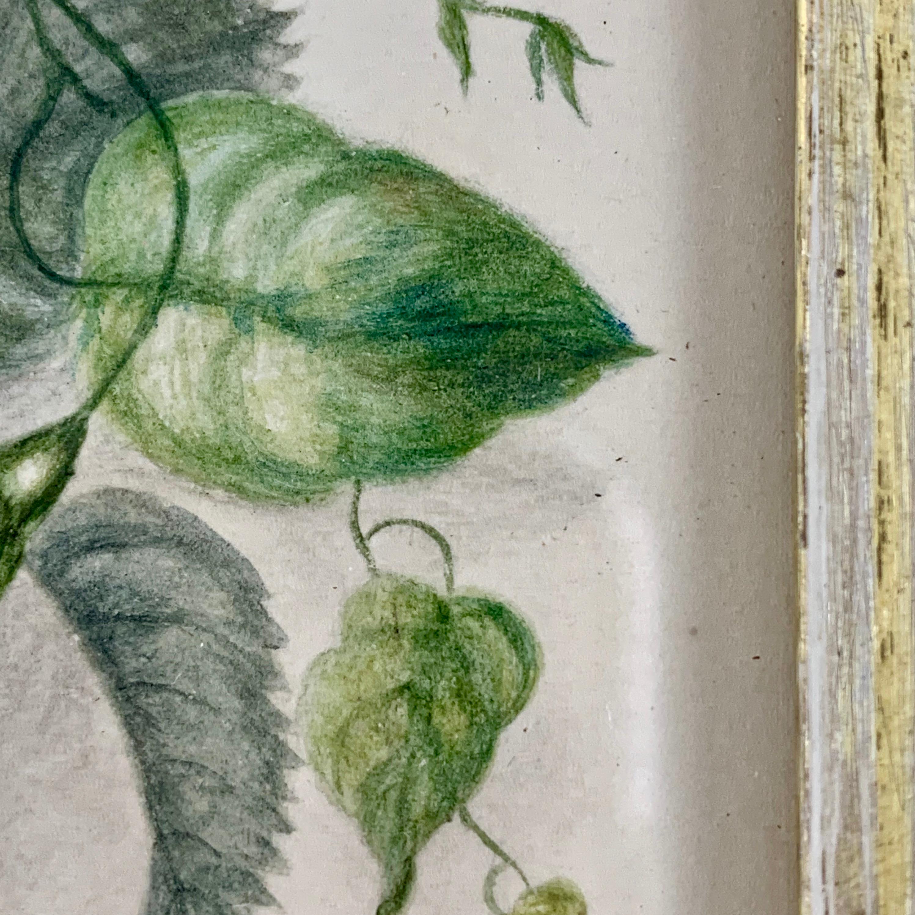 English Regency Period Original Watercolor Fruitwood Frame Primrose Cabbage Rose 2