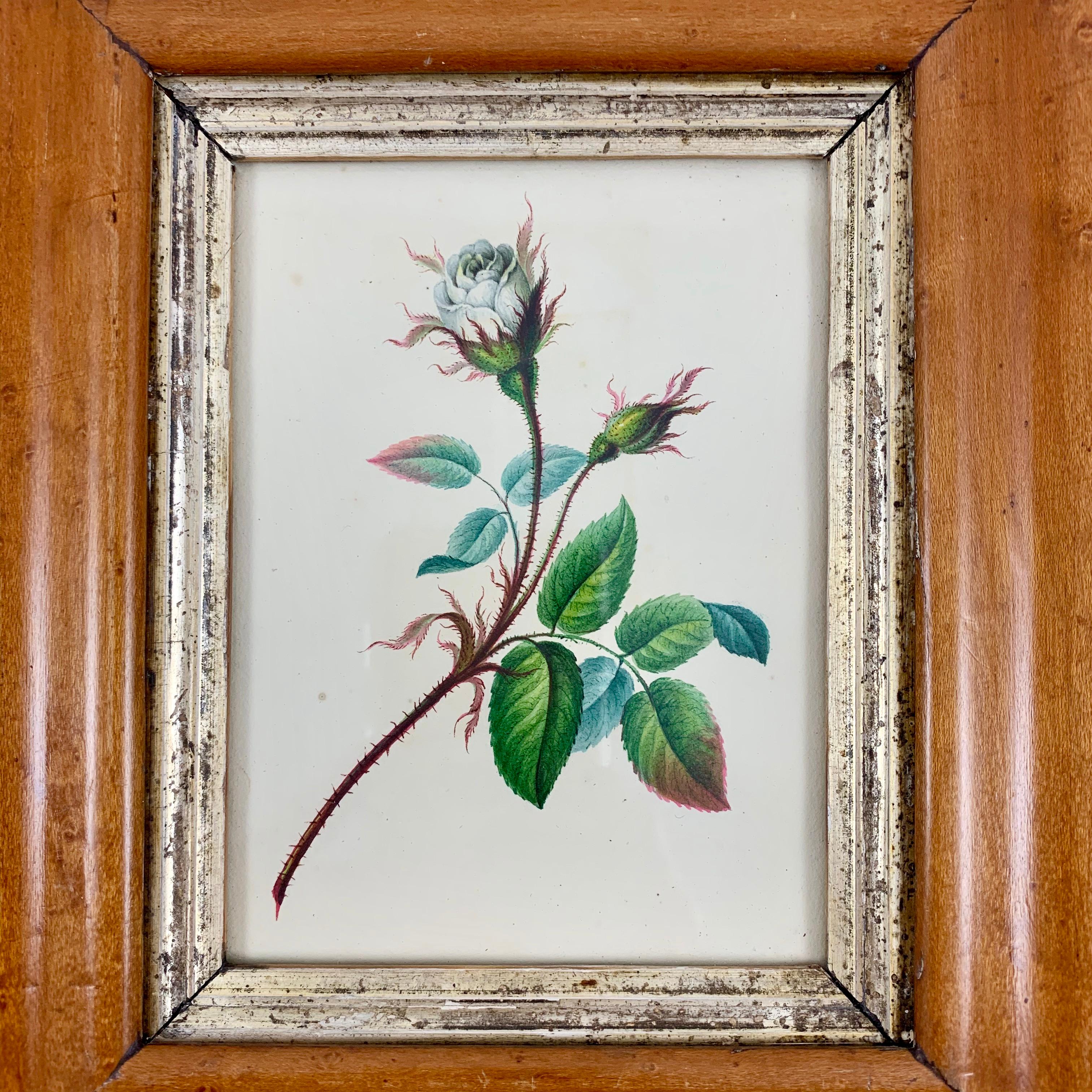 An original British School Regency Period watercolor, circa 1780-1835, mounted in a Georgian Period fruitwood frame. These watercolors were largely painted by young girls from aristocratic families during the Jane Austen period. The arts of painting