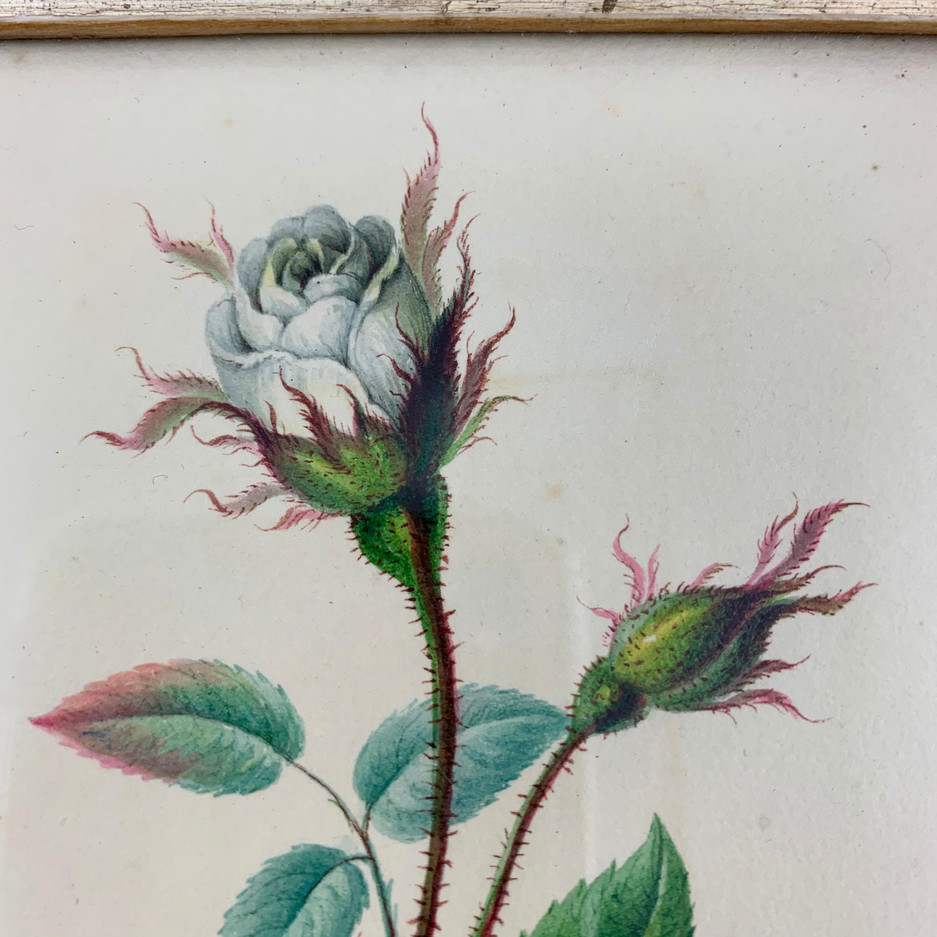 English Regency Period Original Watercolor in Fruitwood Frame, White Hairy Rose In Good Condition In Philadelphia, PA