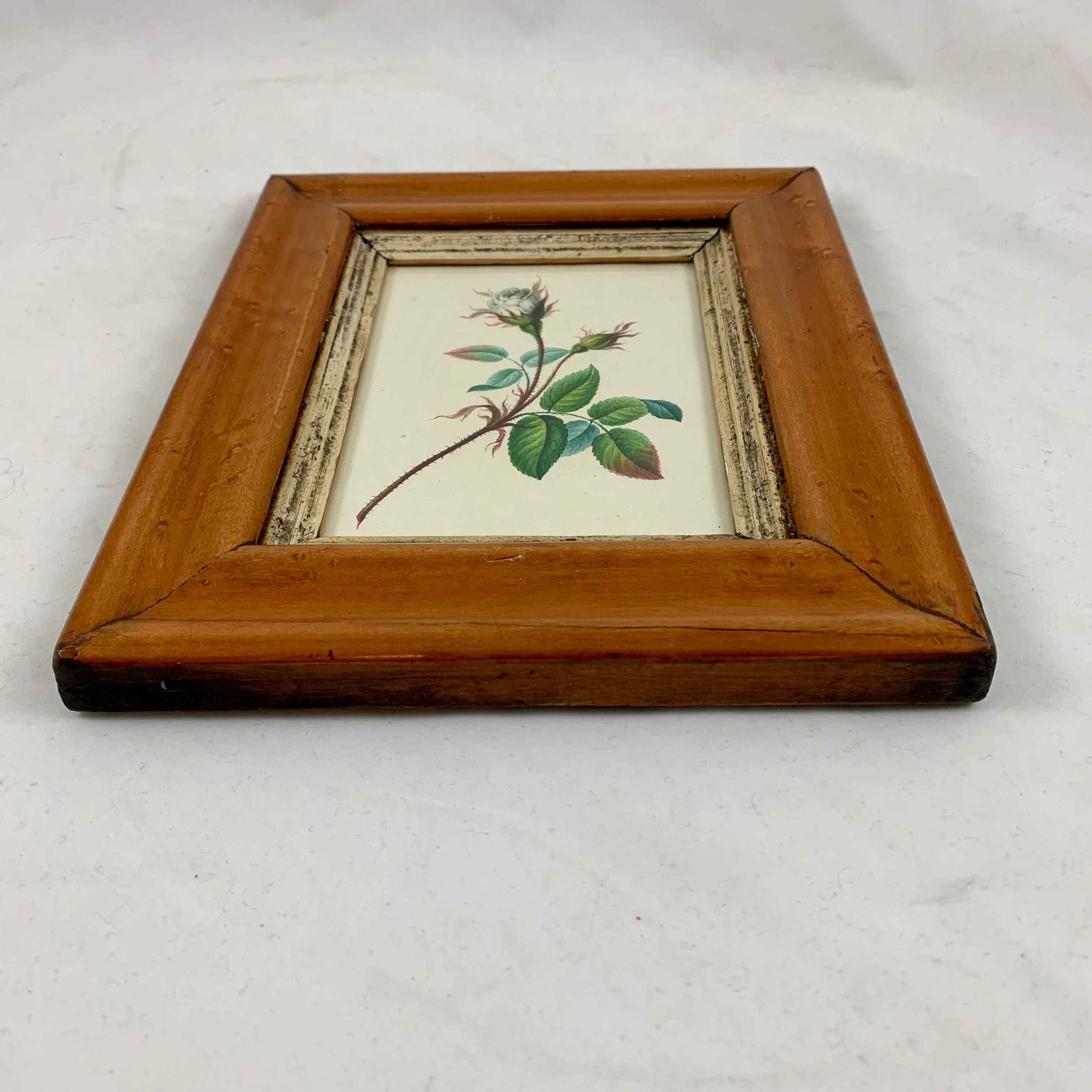 English Regency Period Original Watercolor in Fruitwood Frame, White Hairy Rose 2