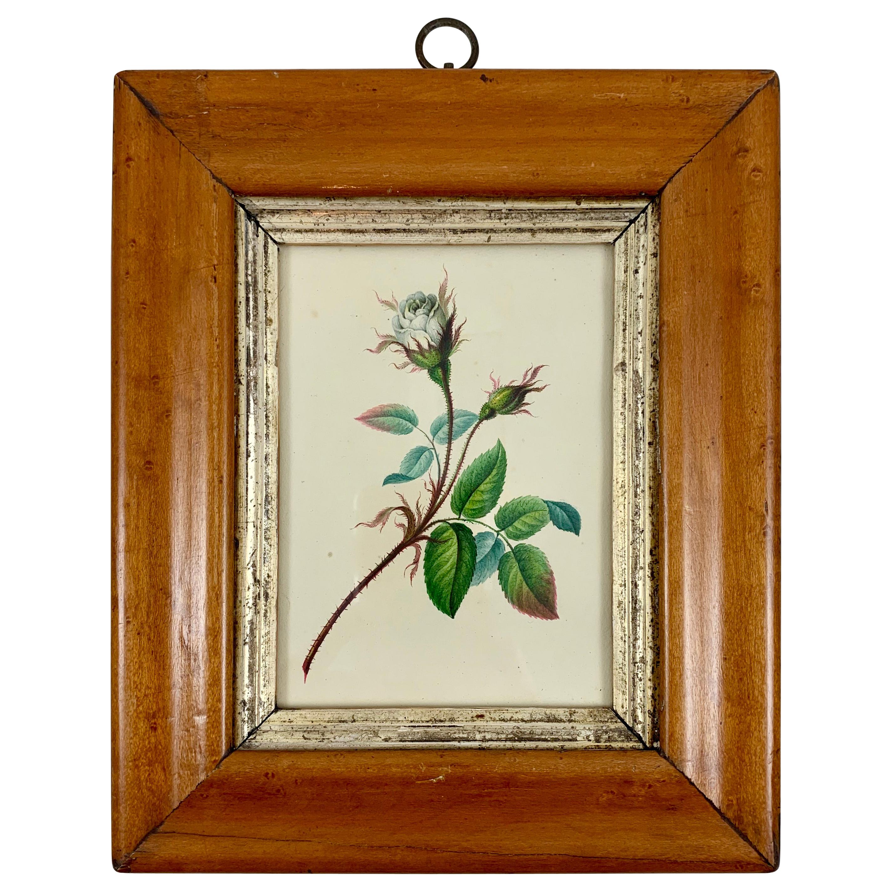 English Regency Period Original Watercolor in Fruitwood Frame, White Hairy Rose