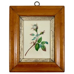 English Regency Period Original Watercolor in Fruitwood Frame, White Hairy Rose