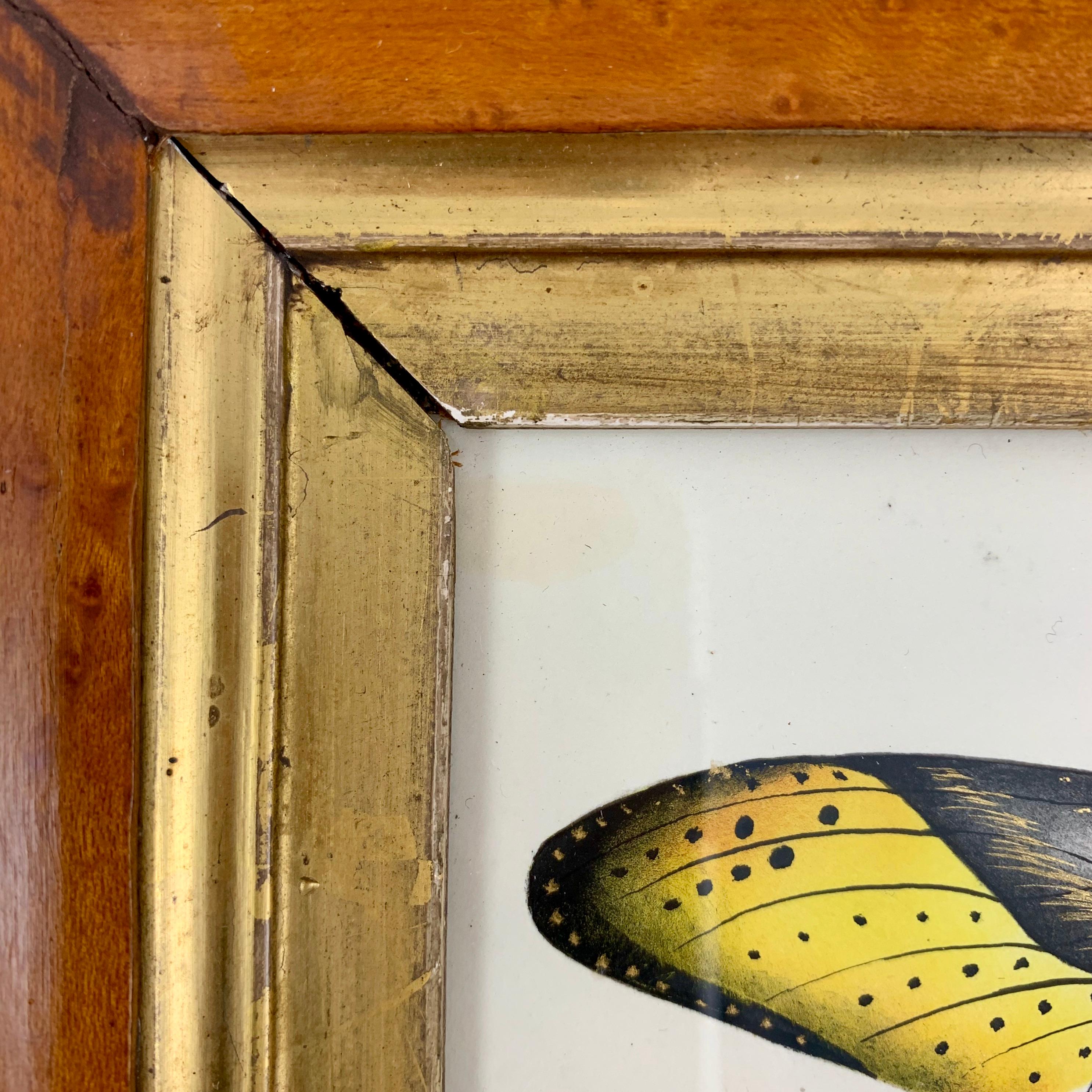 English Regency Period Original Watercolor in Fruitwood Frame, Yellow Butterfly 5