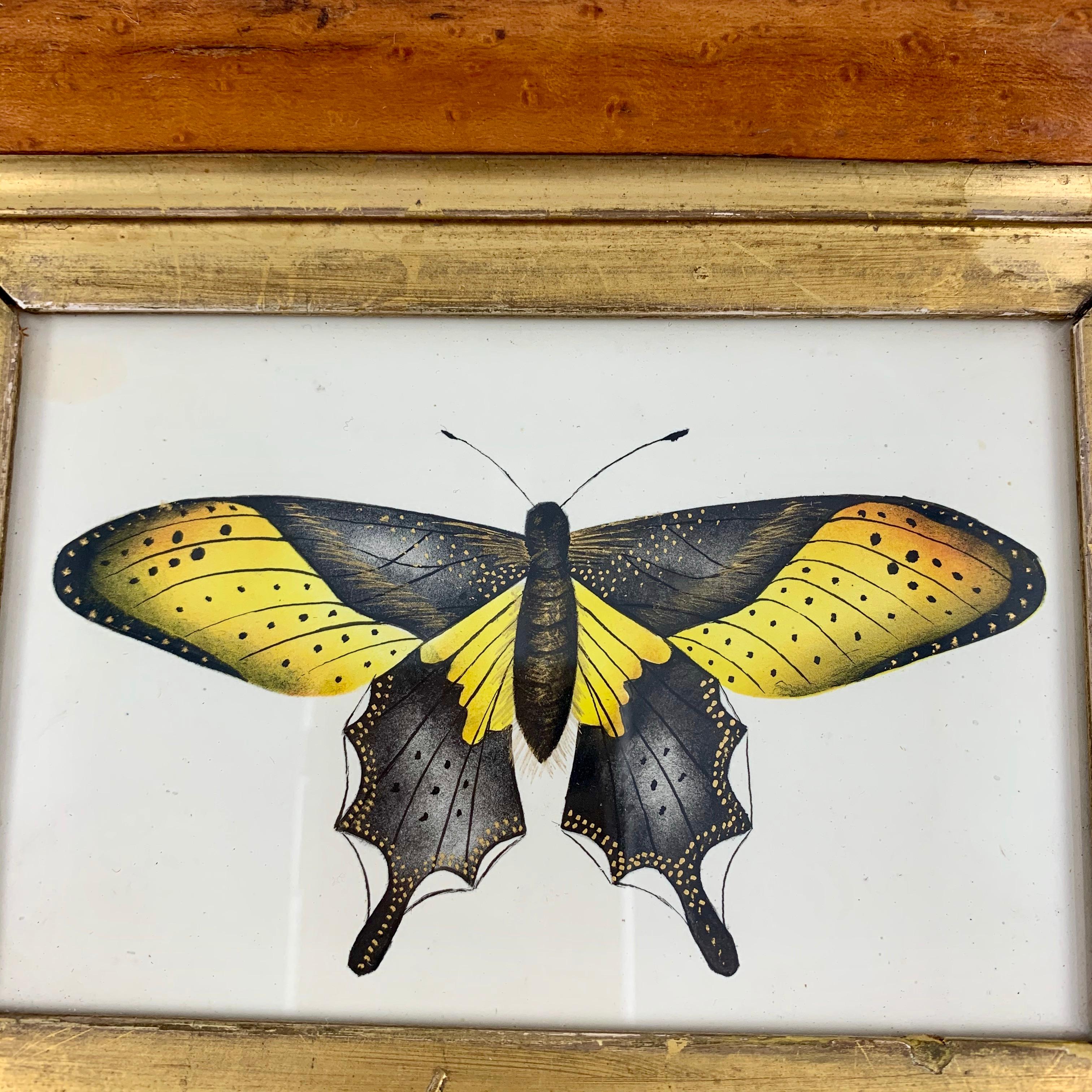 Beveled English Regency Period Original Watercolor in Fruitwood Frame, Yellow Butterfly