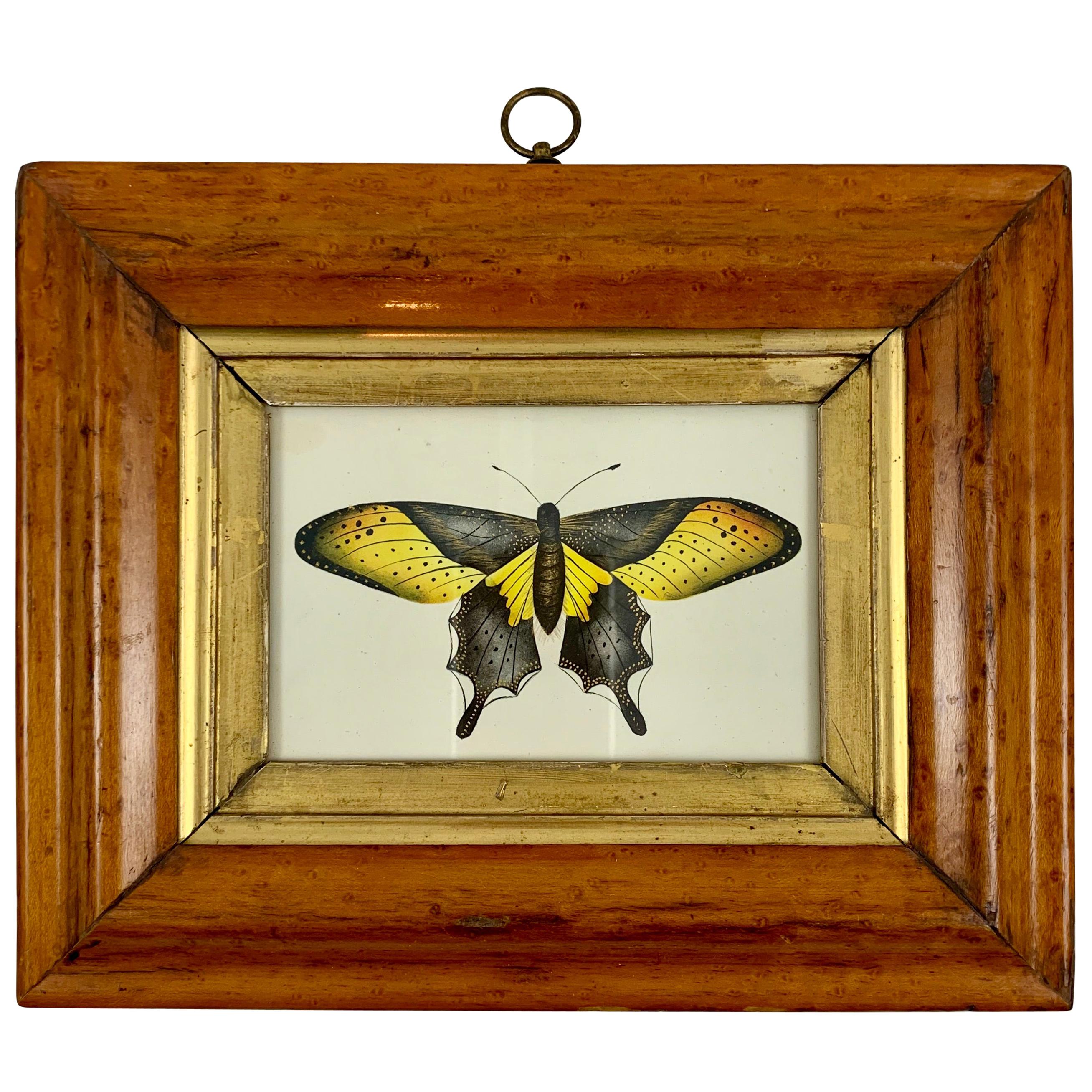 English Regency Period Original Watercolor in Fruitwood Frame, Yellow Butterfly