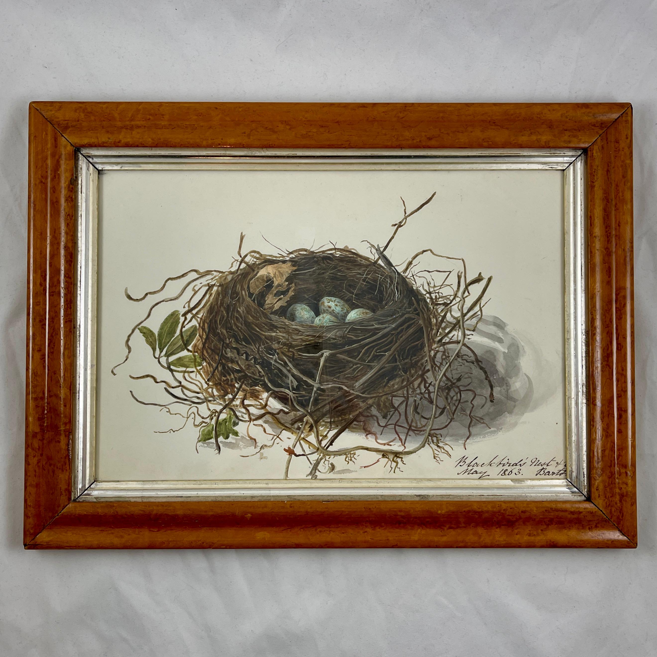 Aquarelle d'origine d'époque Régence anglaise avec cadre en érable, nid d'oiseau noir et œufs en vente 2