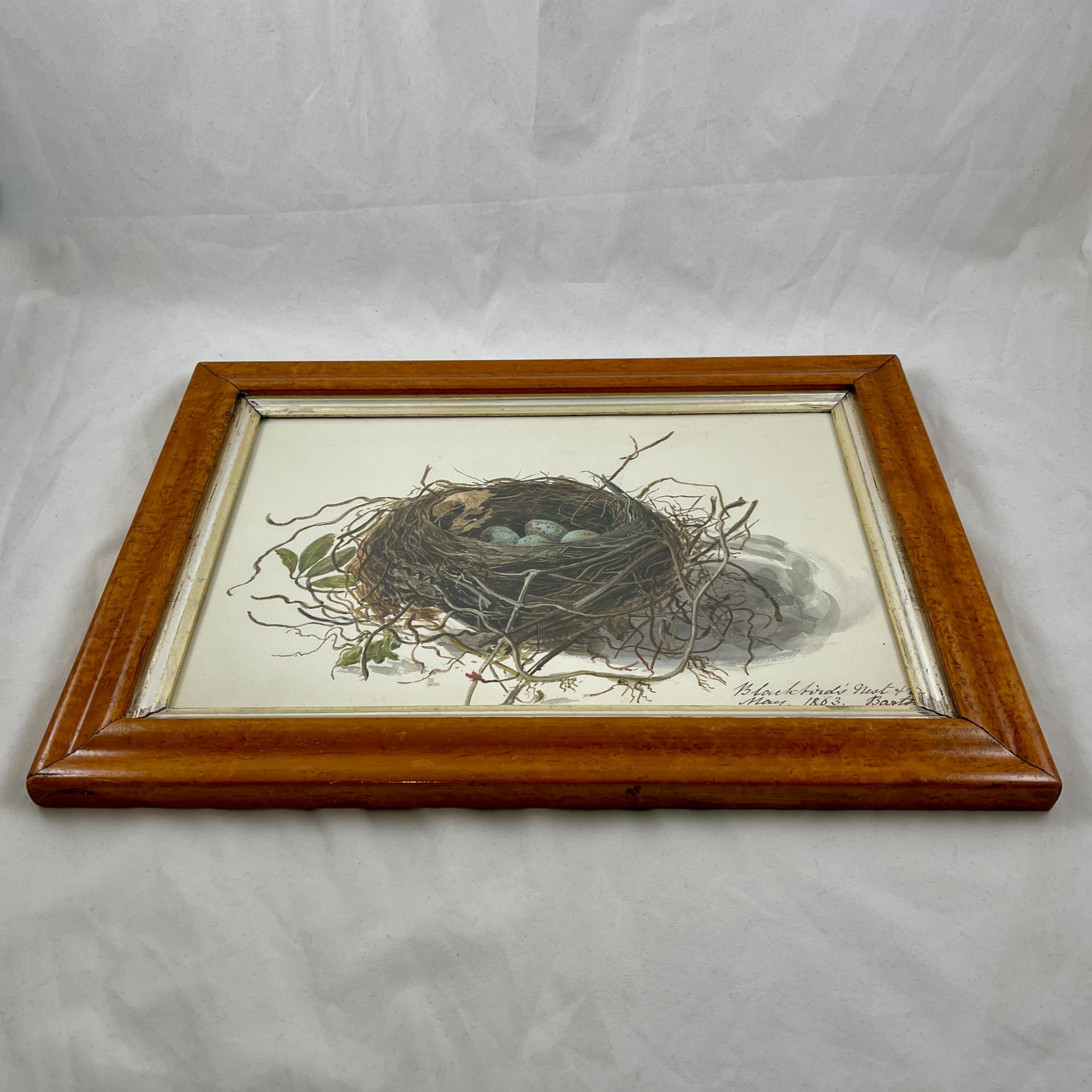 Aquarelle d'origine d'époque Régence anglaise avec cadre en érable, nid d'oiseau noir et œufs en vente 3