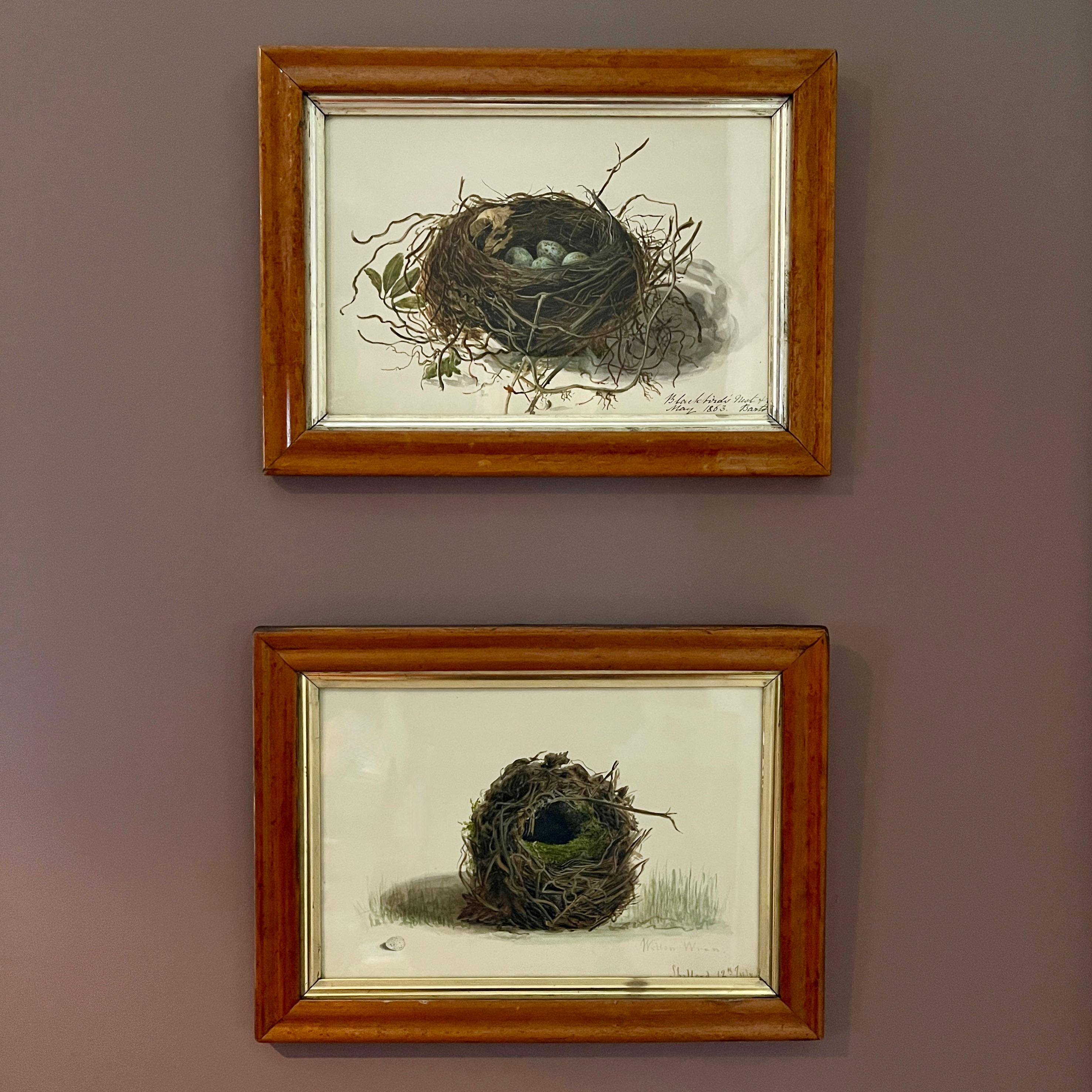 English Regency Period Original Watercolor Maple Frame Blackbird Nest and Eggs For Sale 10