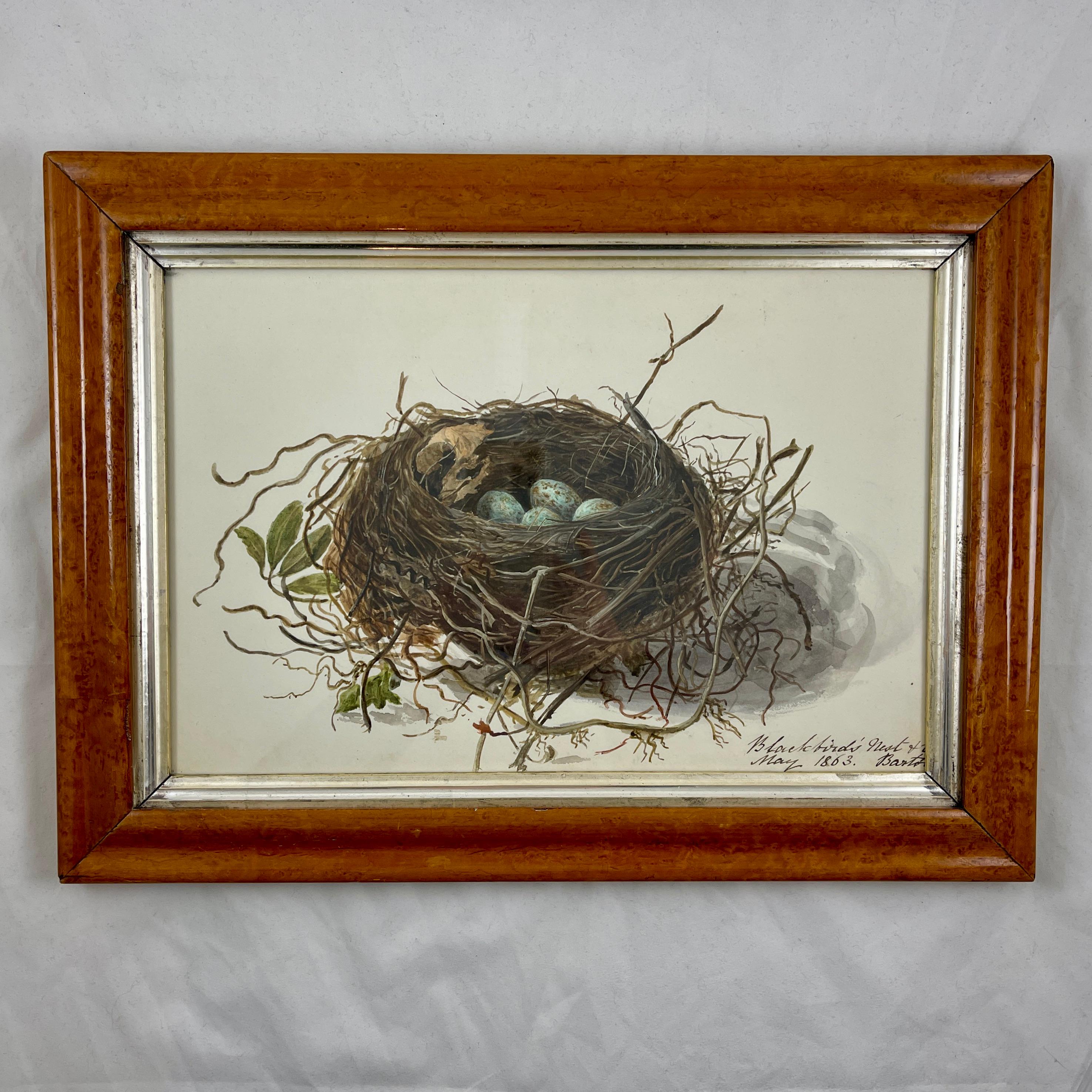 Aquarelle d'origine d'époque Régence anglaise avec cadre en érable, nid d'oiseau noir et œufs en vente 9